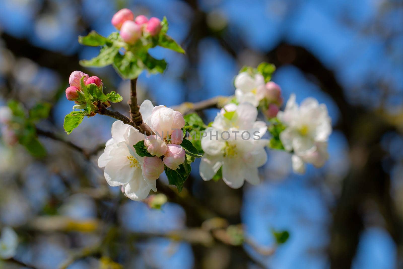 Frühlingsblüten