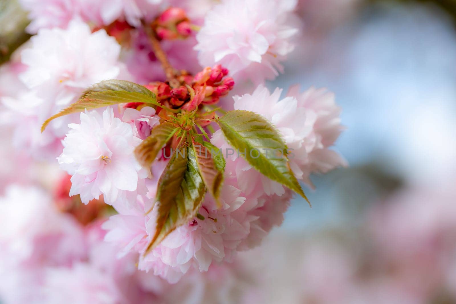 Frühlingsblüten