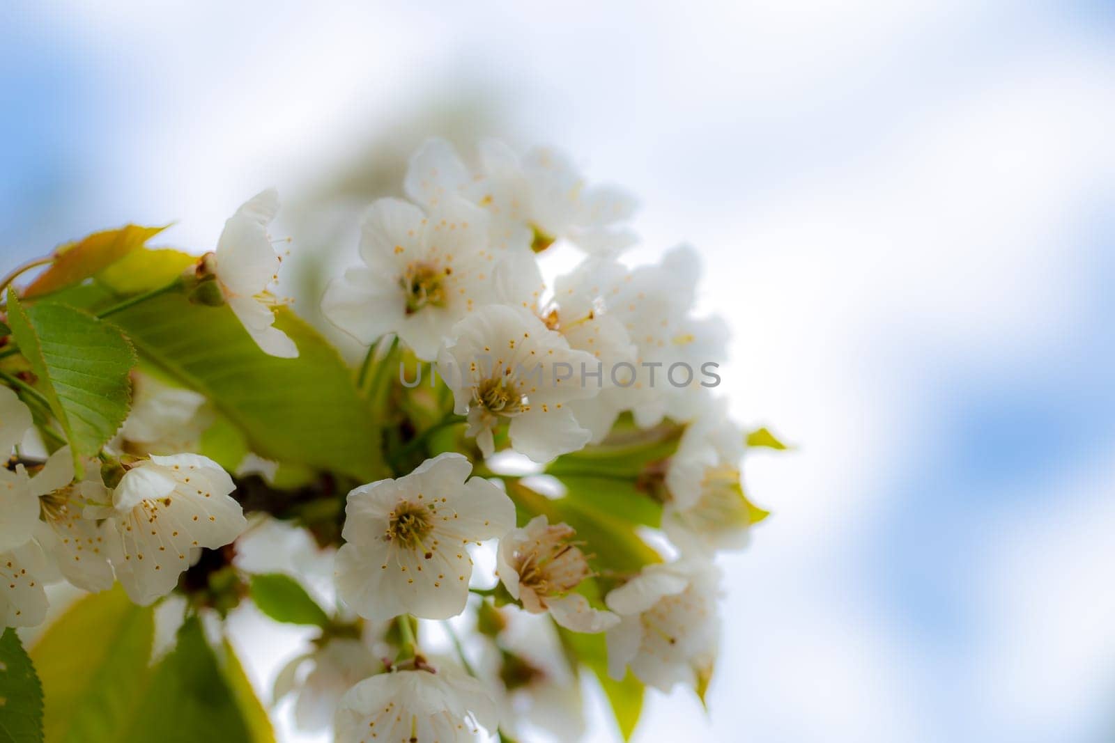 Frühlingsblüten