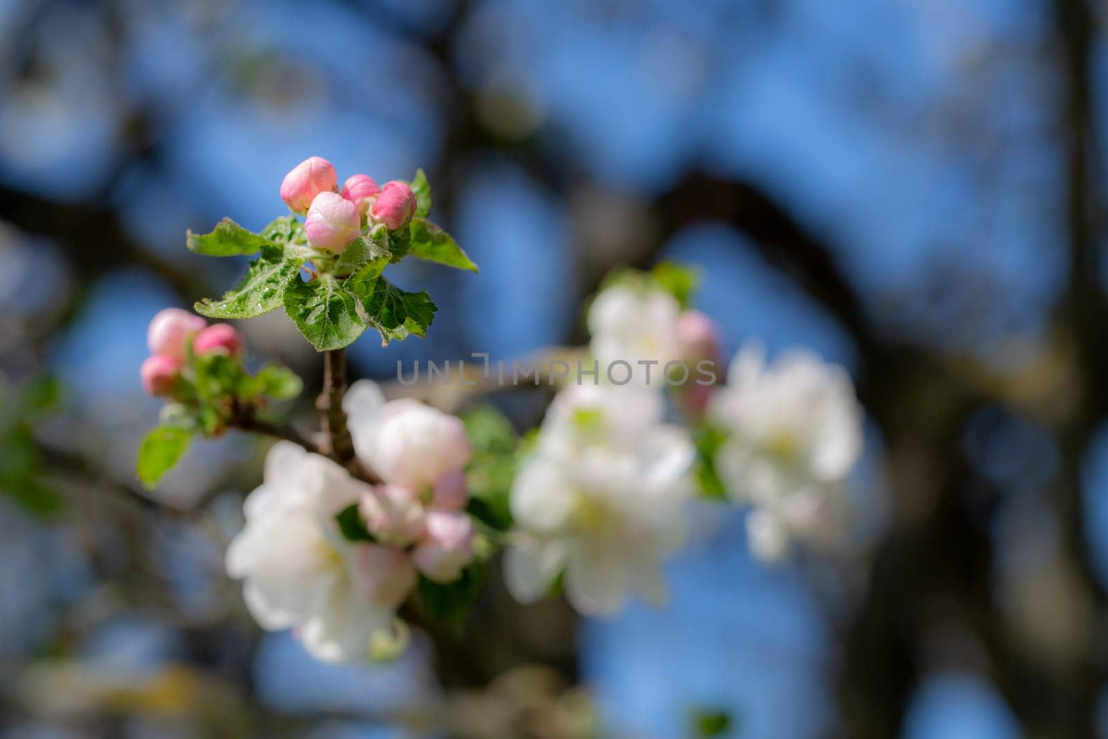 Frühlingsblüten