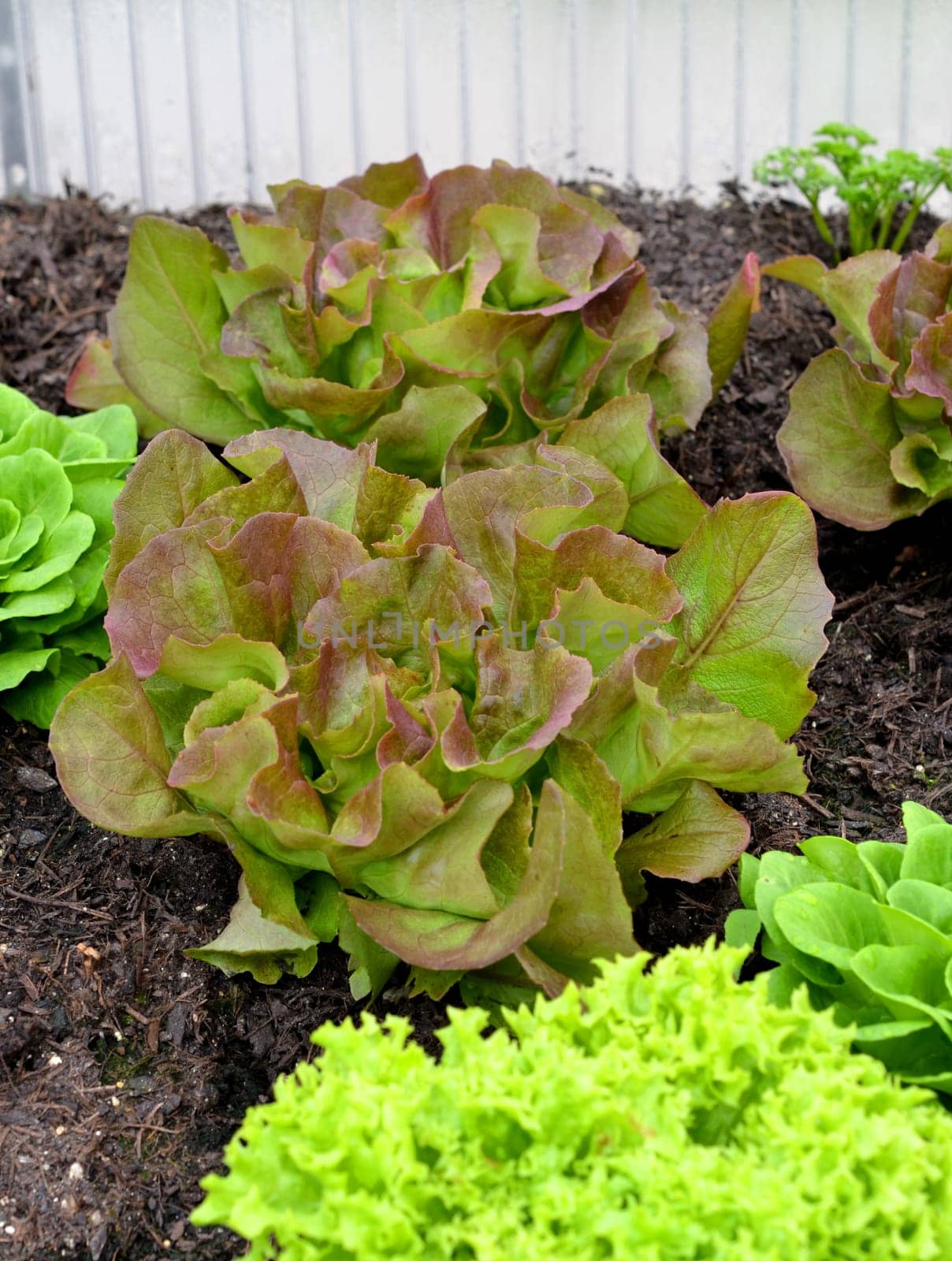 salad in the cold frame