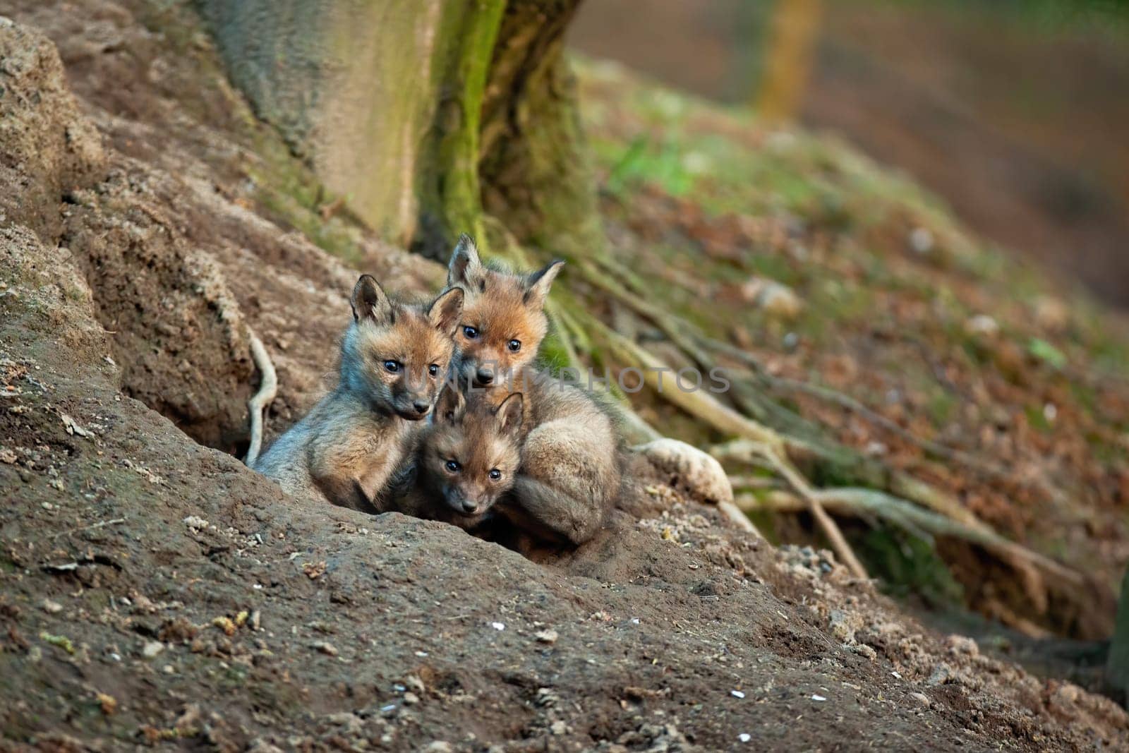 Fluffy red fox, vulpes vulpes, cubs exploring surroundings of their den in spring forerst. Three young mammals with soft fur sitting near hole to burrow in nature. Young cute wild animals.