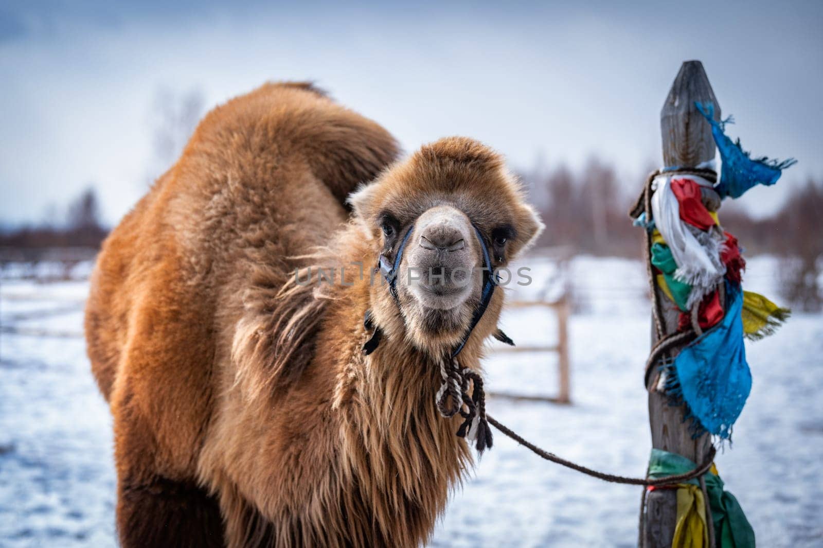 camel in a buddist monestary in Siberia by snow in winter