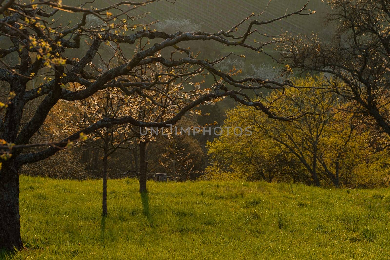 Fruit trees in springtime in morning back lit
