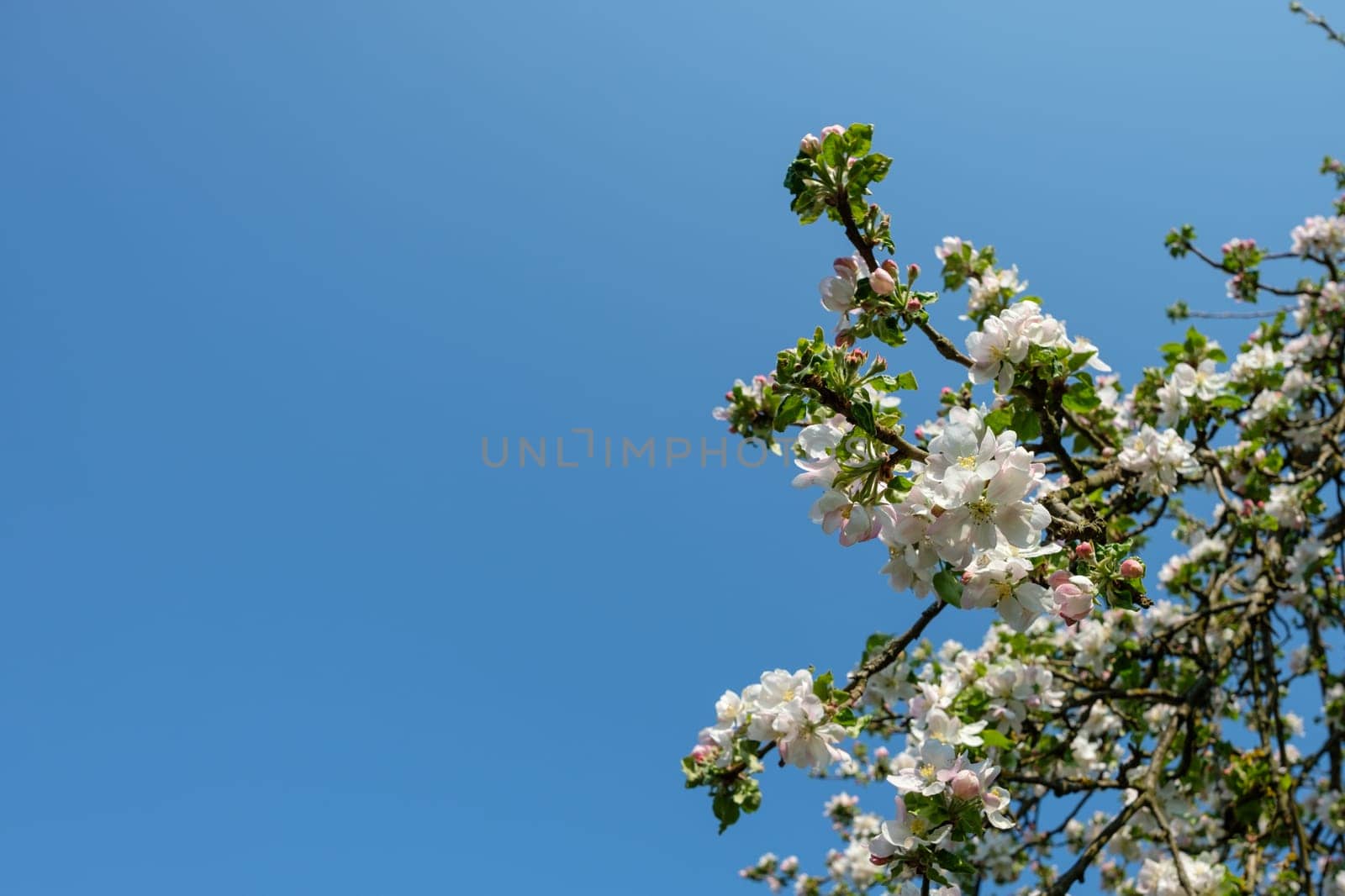 White Flower of a apple tree with blue sky