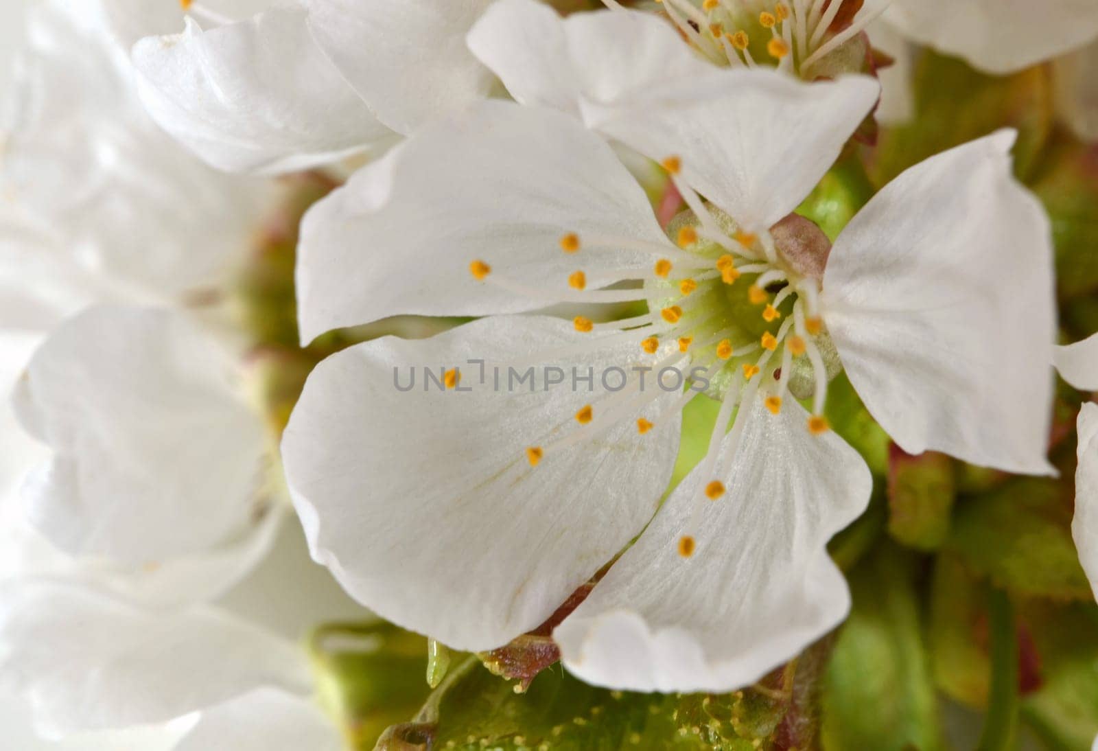 close up of a cherry blossom
