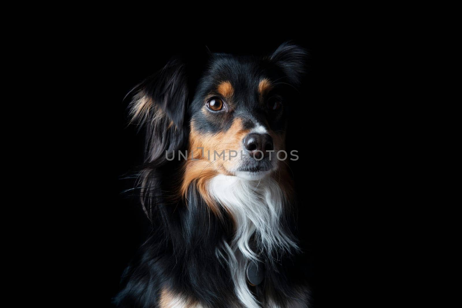 Black tri mini american shepherd portrait on black.