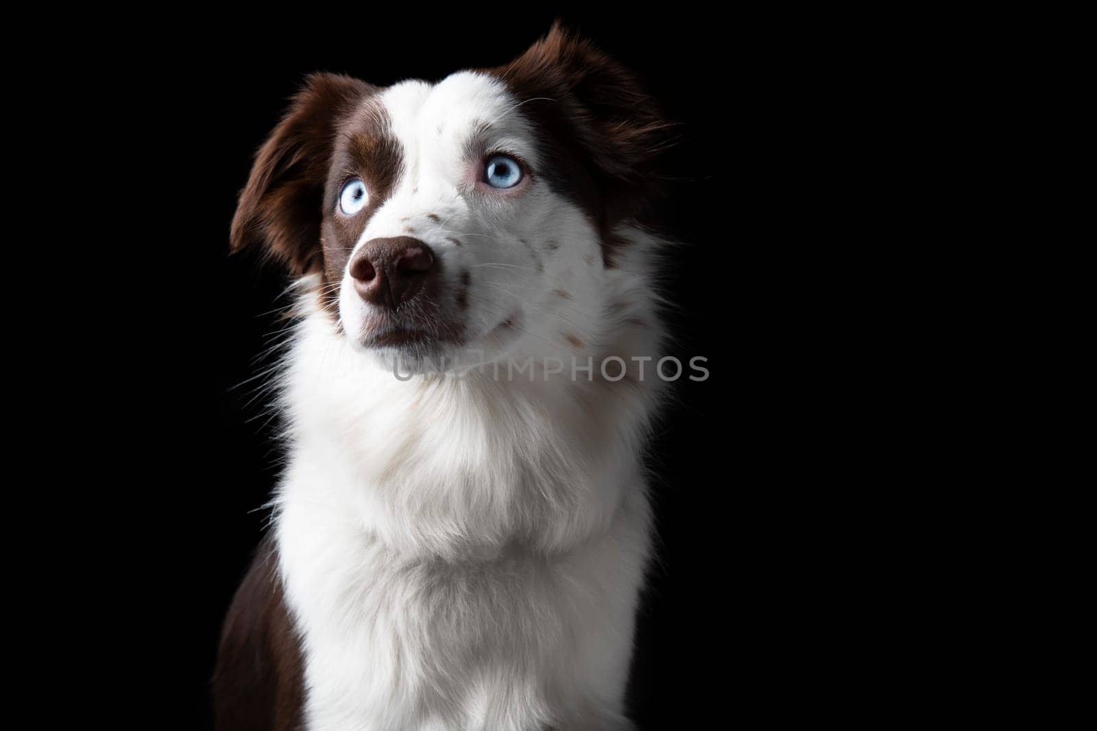 Dramatic portrait of red tri Miniature American Shephard with blue eyes