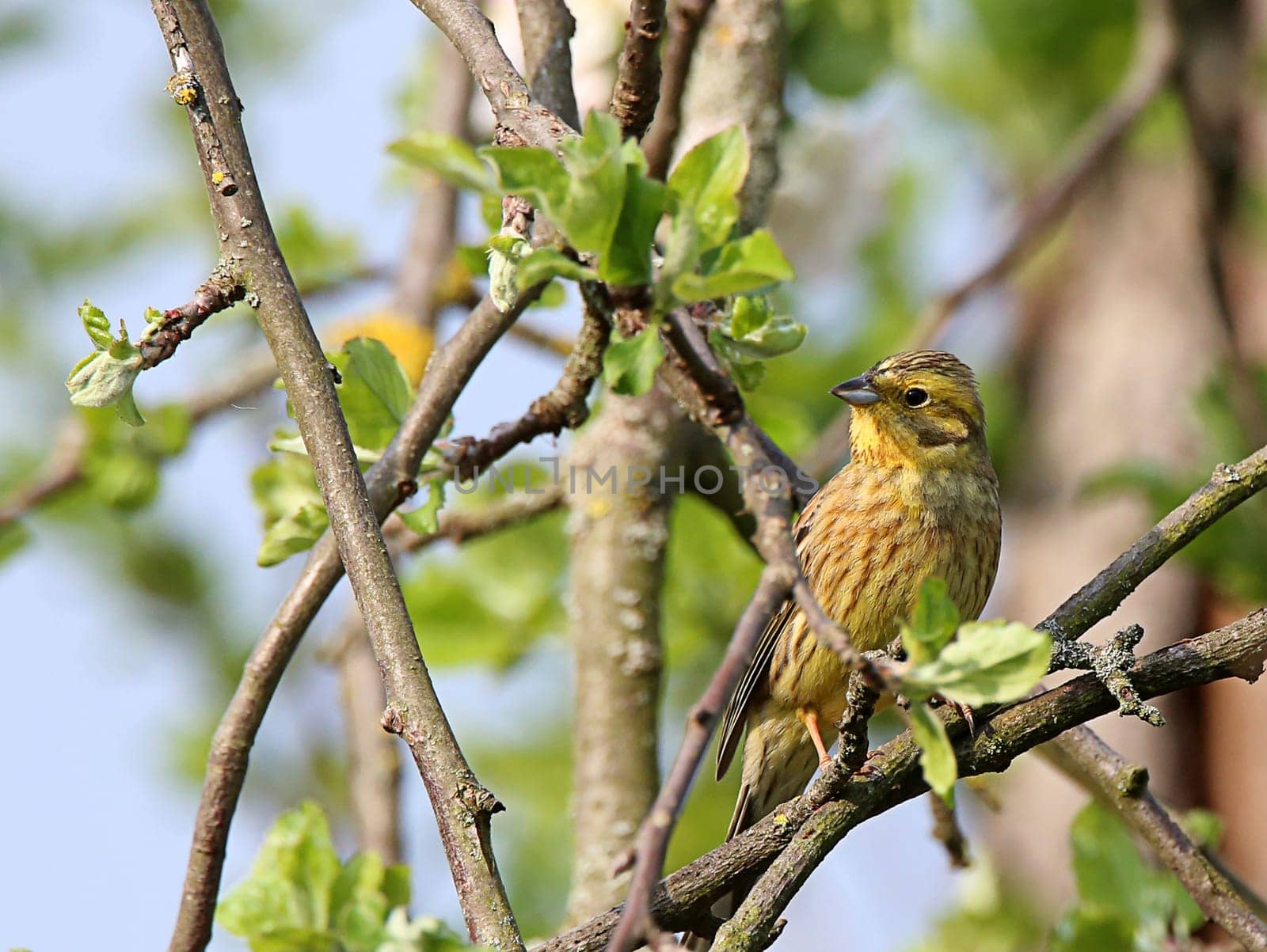 Golden bunting Emberiza citrinella on apple tree in April