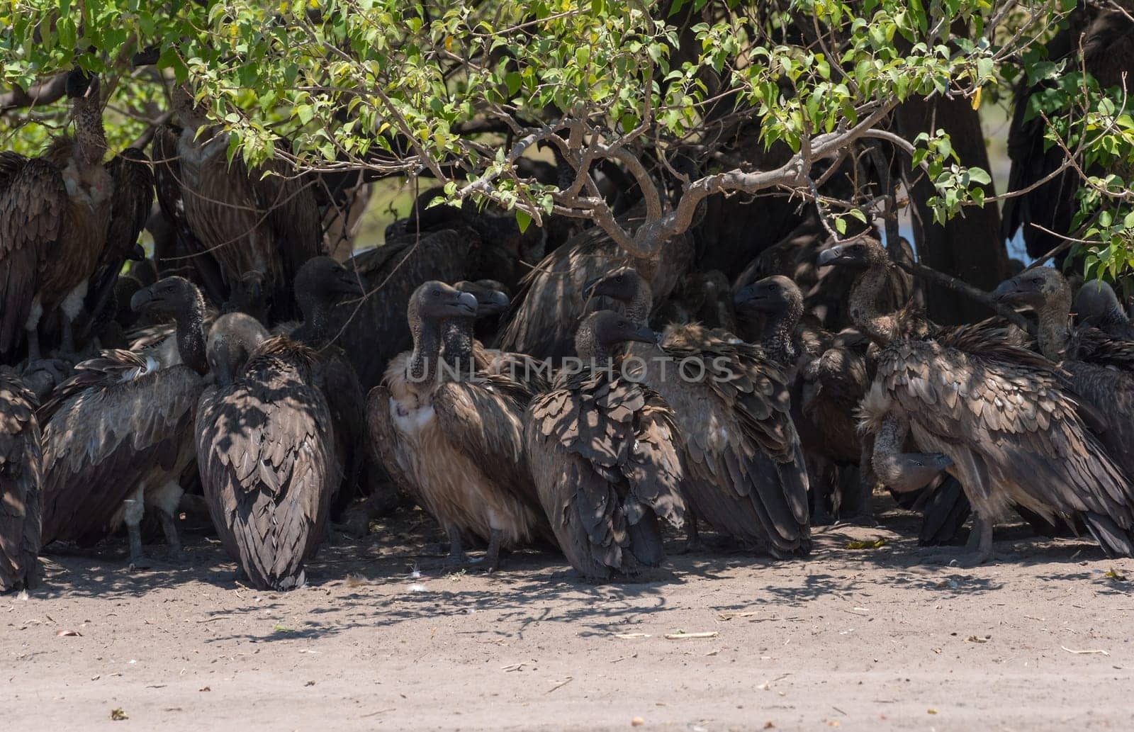 White-backed vulture in the shade of a tree in Chobe National Park, Botswana