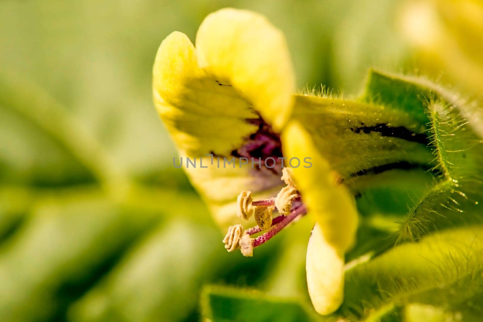 yellow henbane, medieval medicine plant
