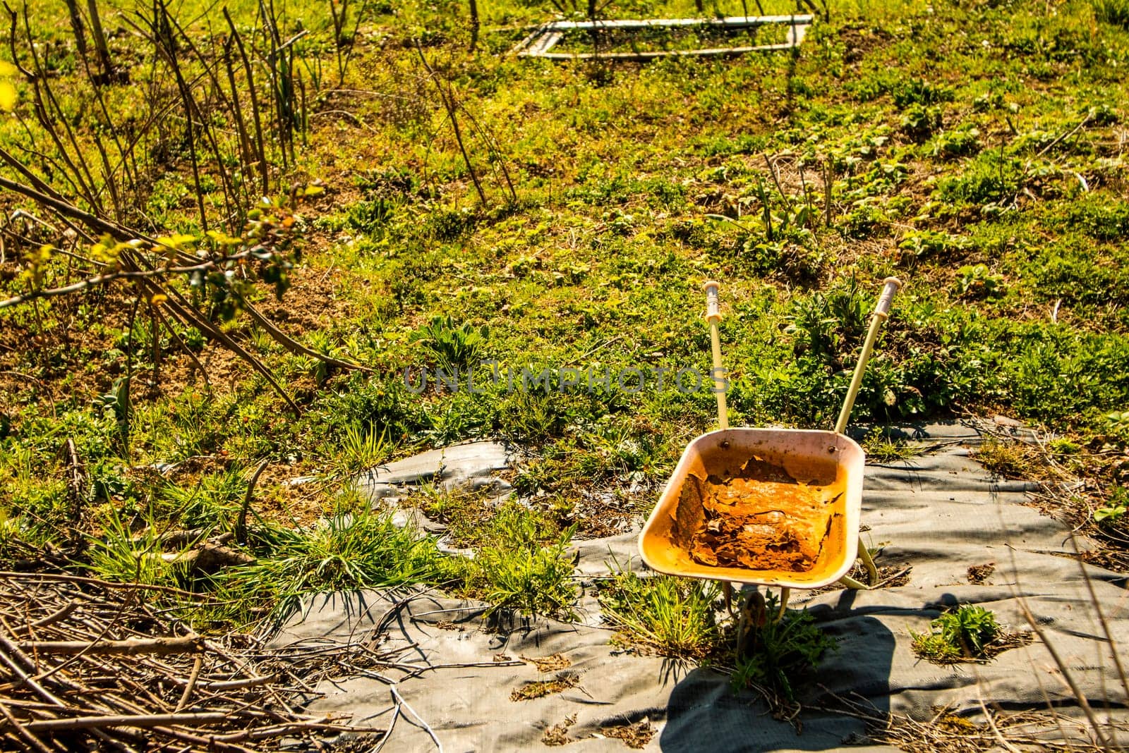 overgrown cottage garden with rusty wheelbarrow