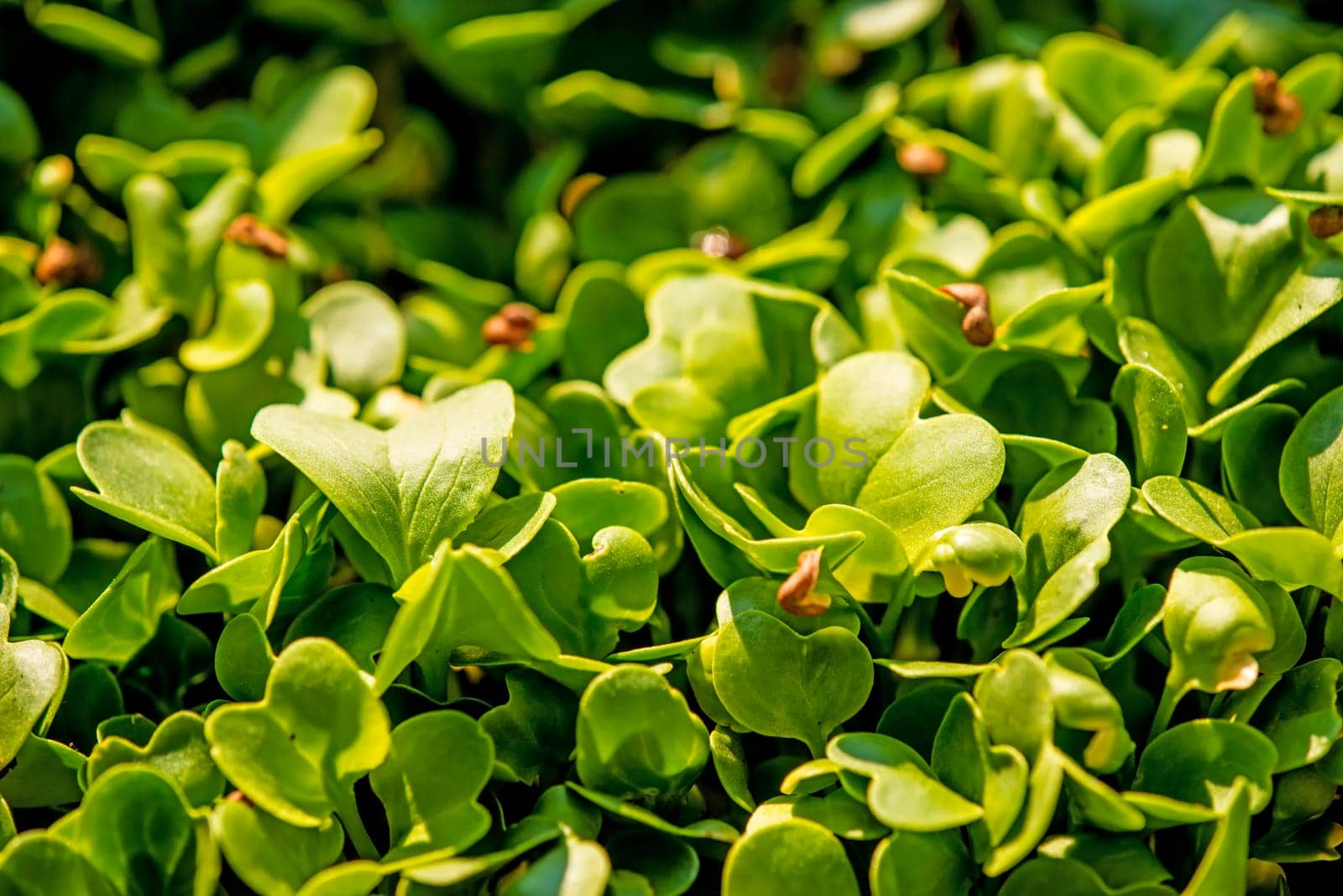 radish sprouts, micro greens in a closeup