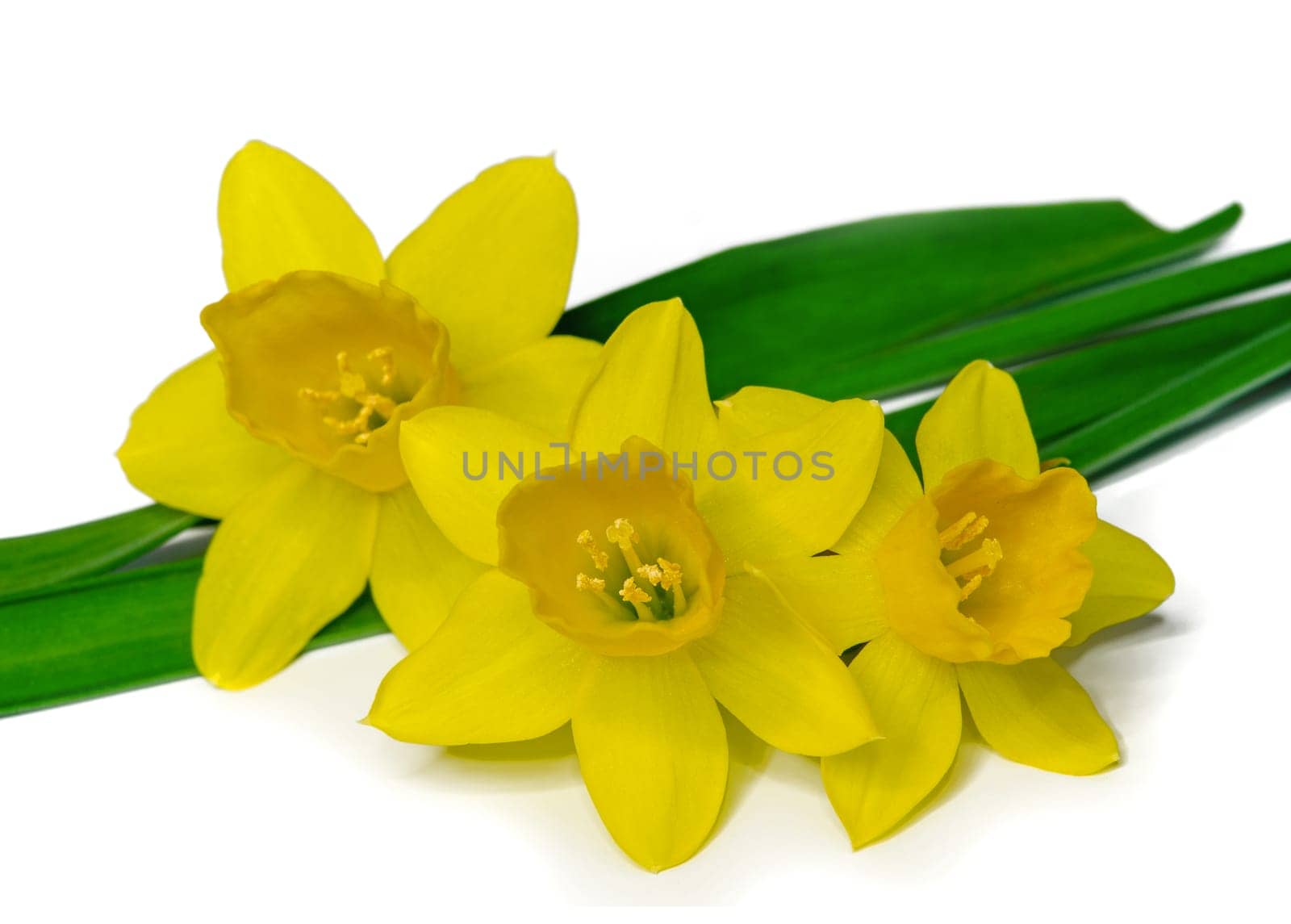 close up of a yellow Daffodil