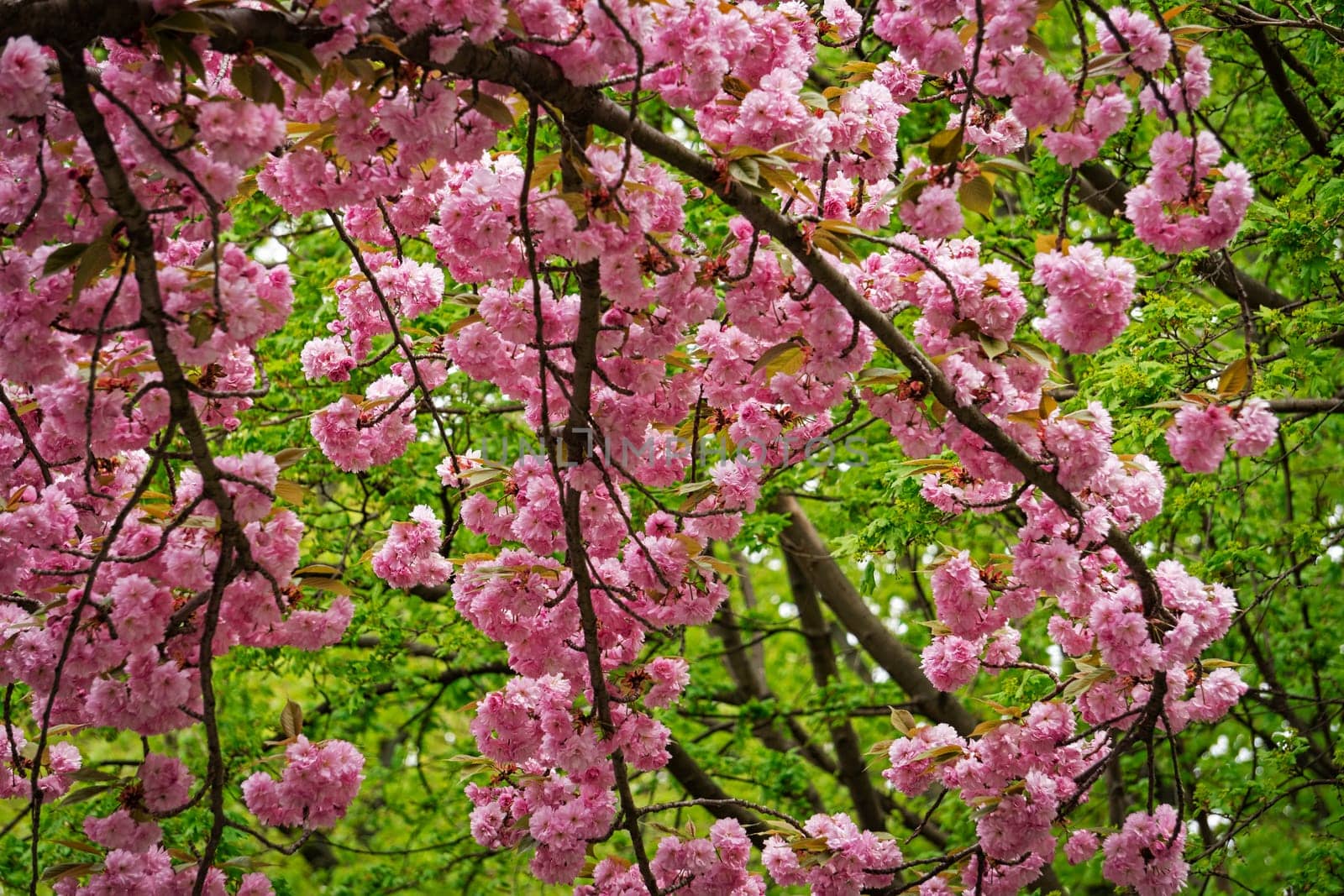 Cherry Tree With Pink Blossom, tree in bloom at springtime