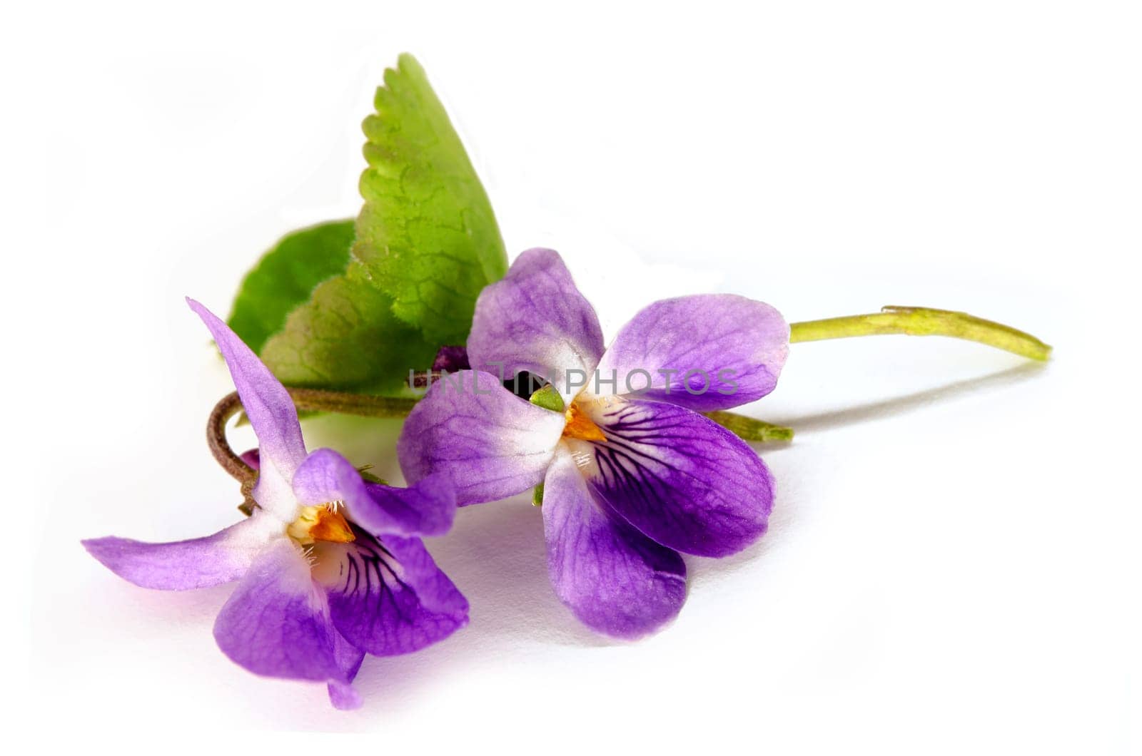 blooming scented violets in spring