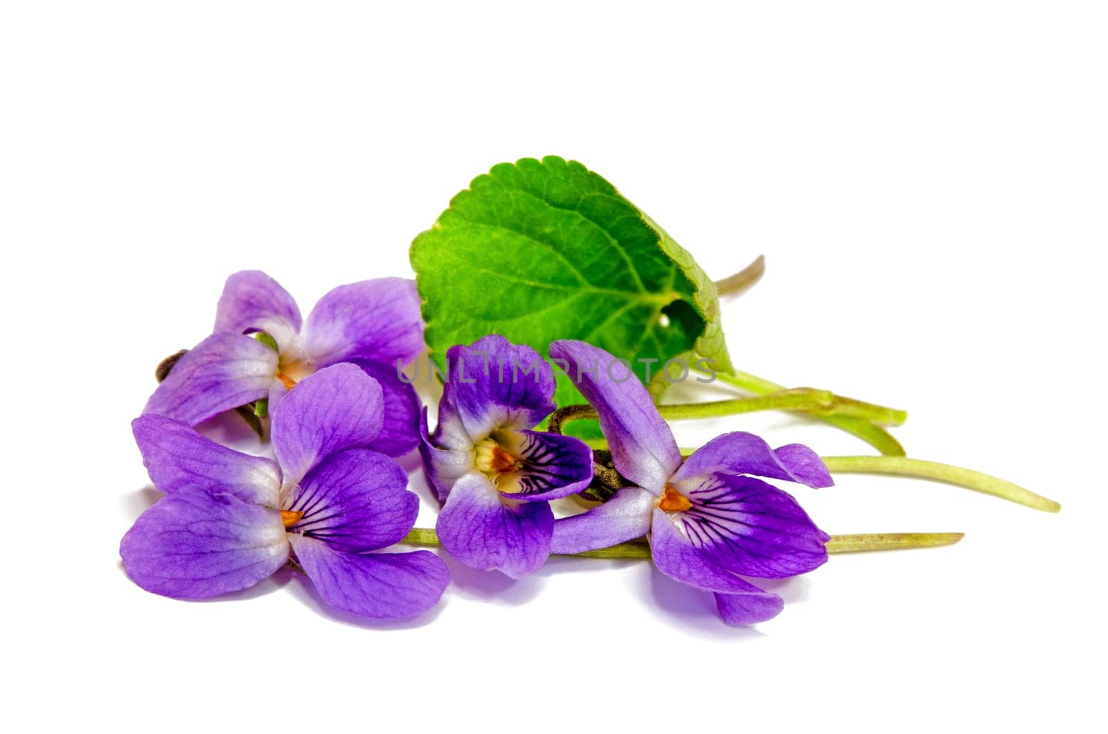 blooming scented violets in spring