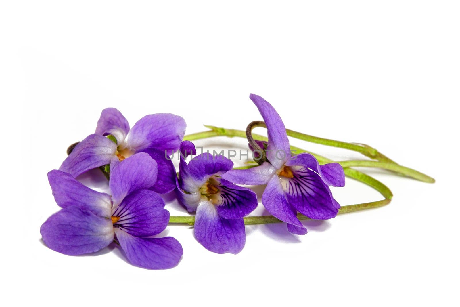 blooming scented violets in spring