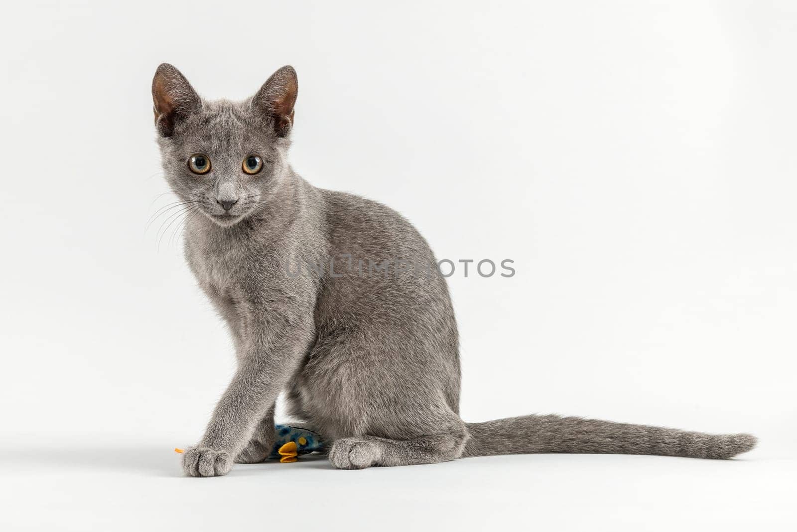 Pedigree Cat Russian Blue (Felis silvestris catus),12 weeks,young,sedentary,light grey background,studio recording