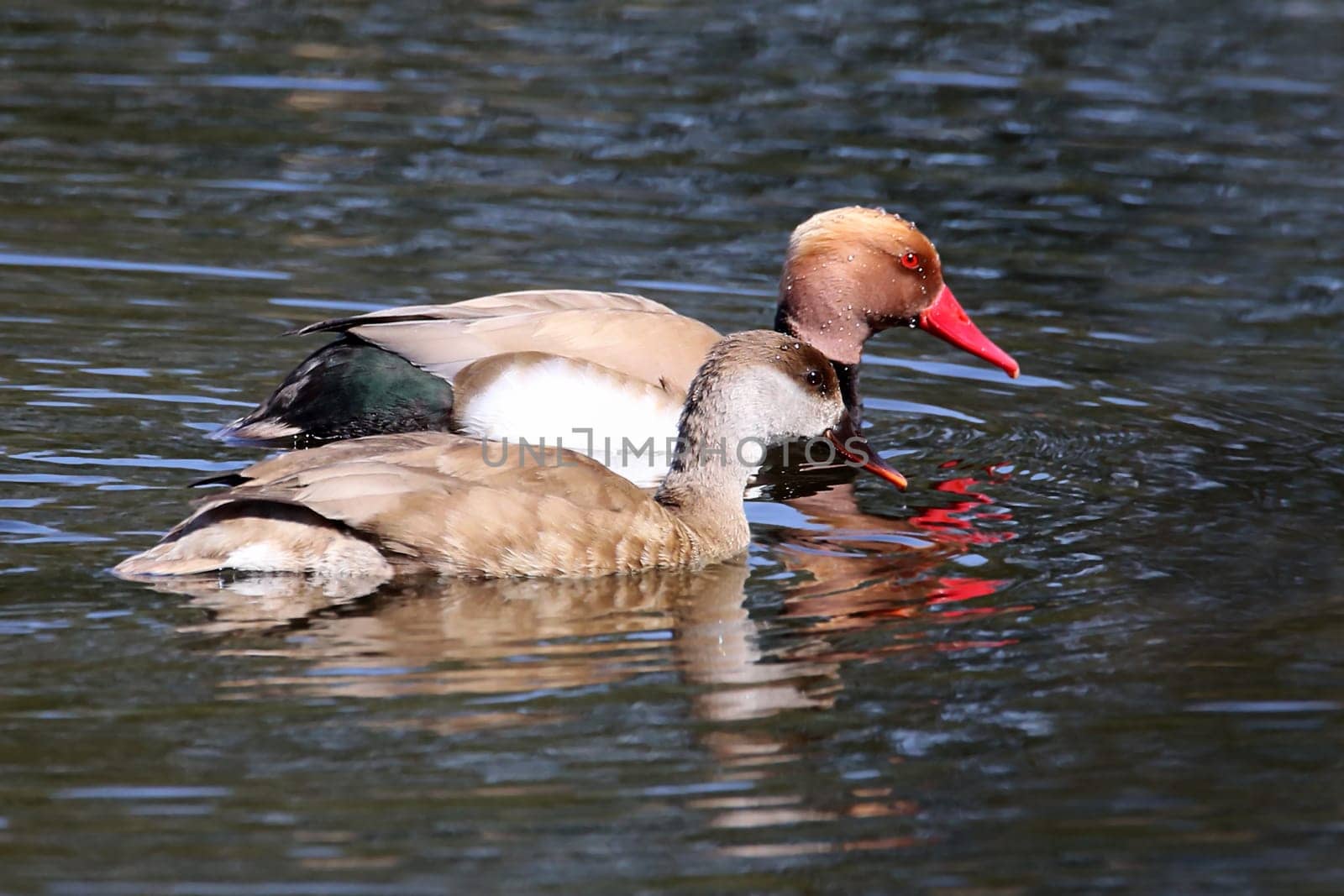 Alder and duck of the piston duck Netta rufina in a magnificent dress