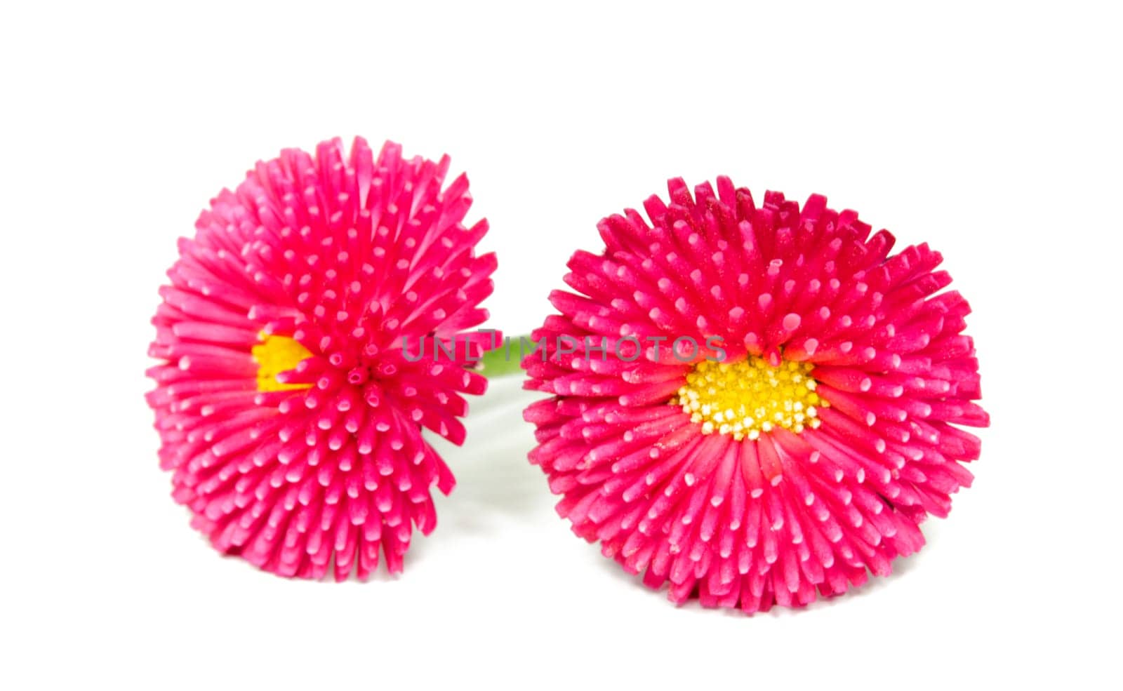 red bellis isolated in spring