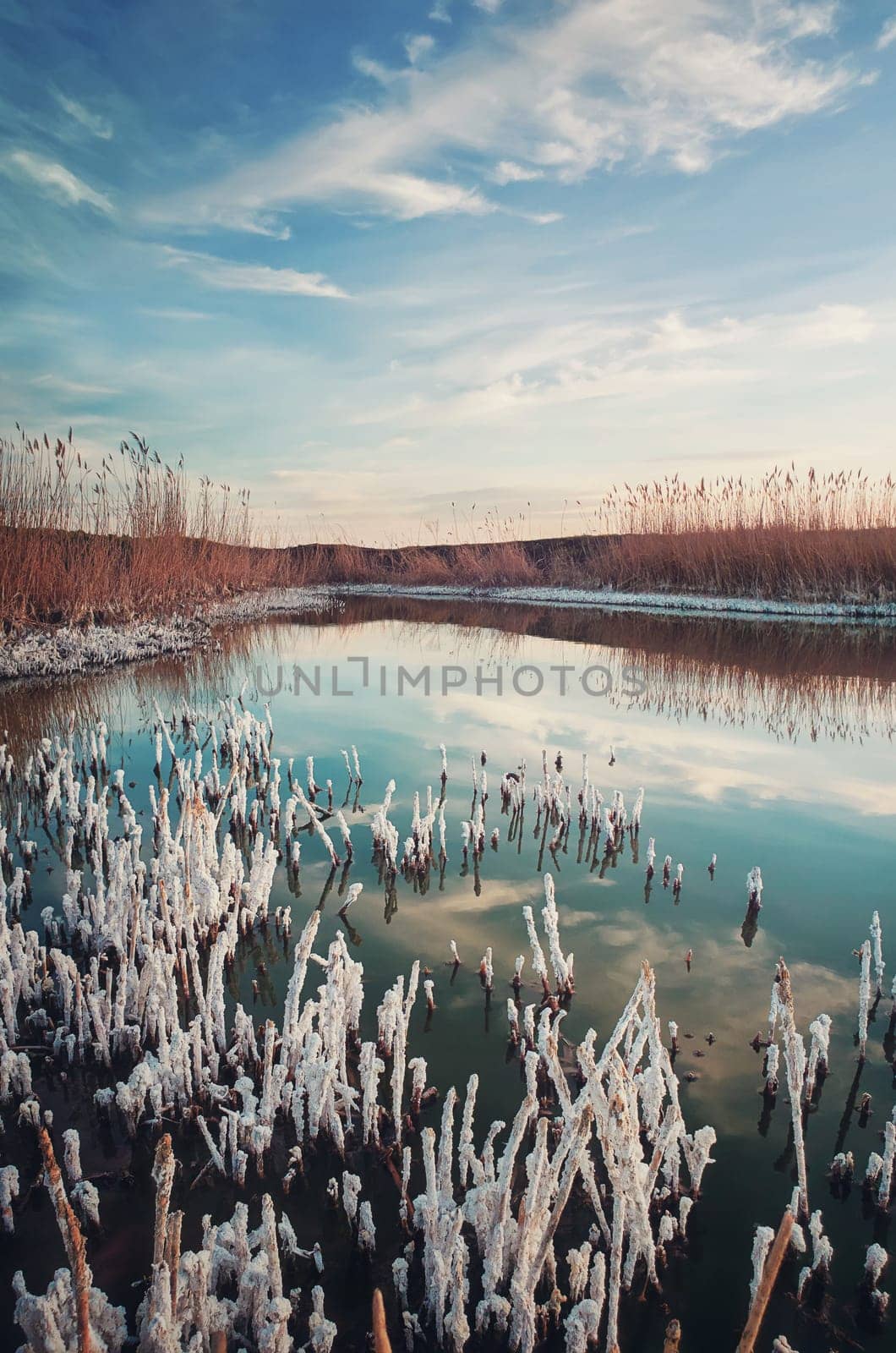 Salted reed vegetation in a little swamp. High level of salt in the pond water makes a white texture on plants and shore. Contrasting nature, vertical background with blue sky reflected in the lake.