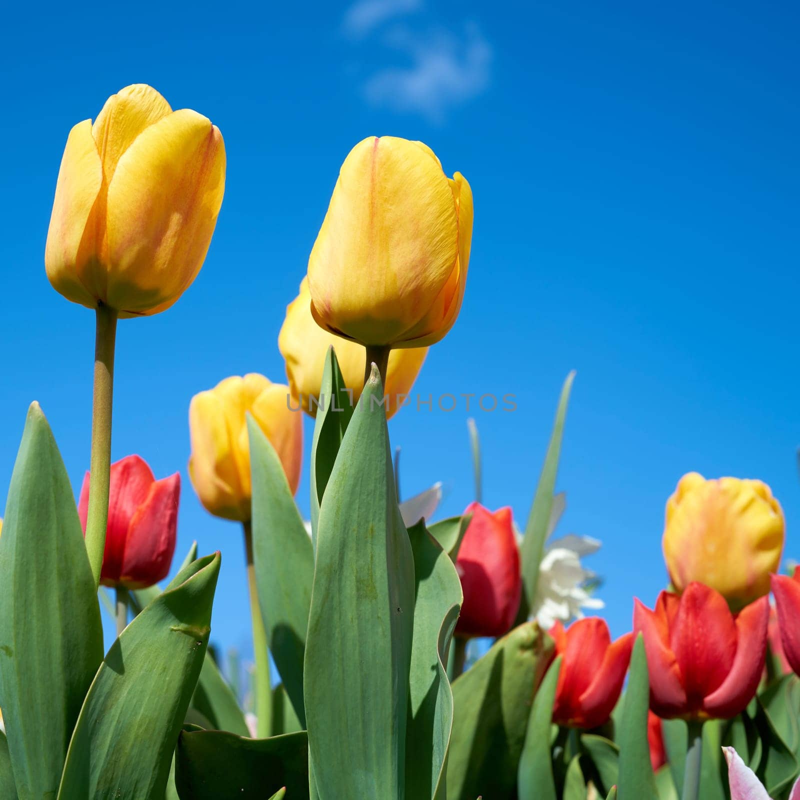 flowering tulips in a garden in spring