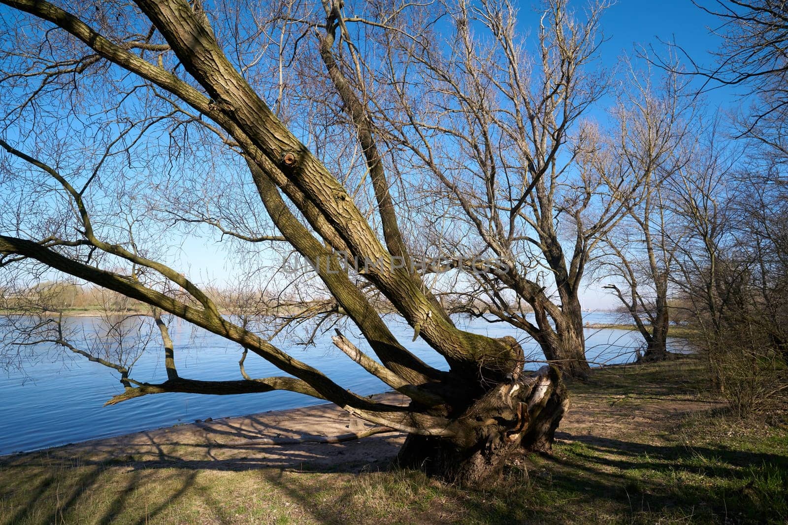 Willow on the banks of the River Elbe on the Elbe cycle path near Magdeburg