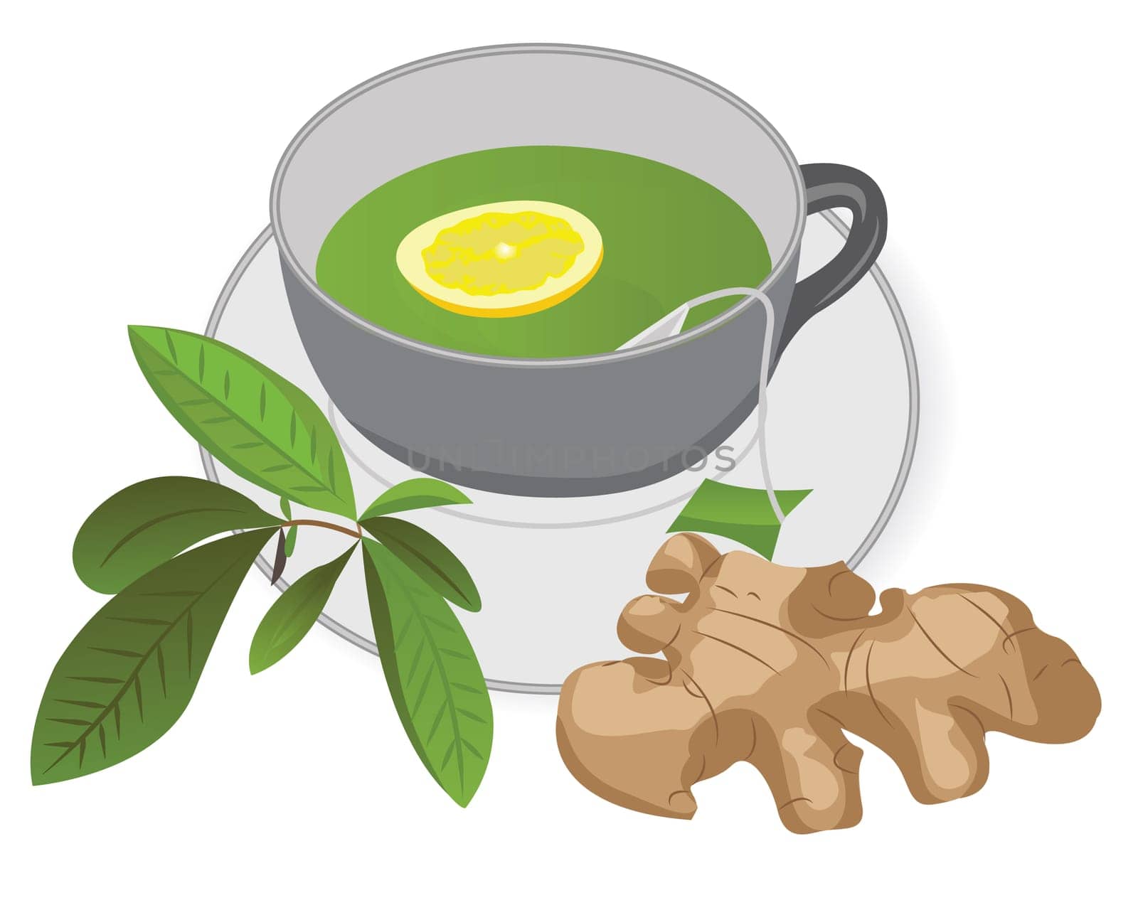 A cup of green tea with ginger and lemon, a tea brunch leaves vector illustration on a white background