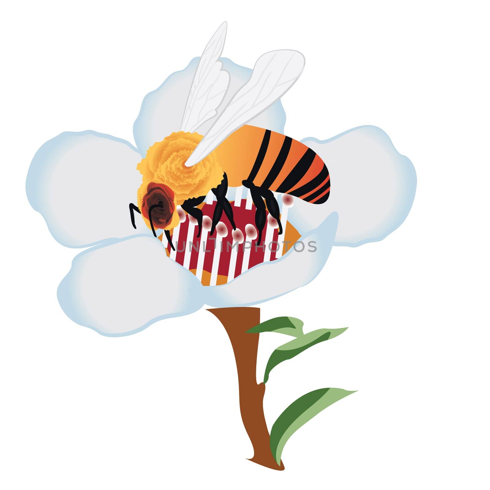 A bee on a blooming tree flower vector illustration on a white background isolated