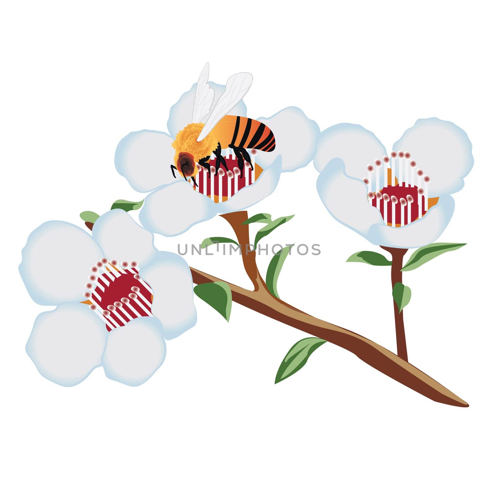 A bee on a blooming tree flower vector illustration on a white background isolated