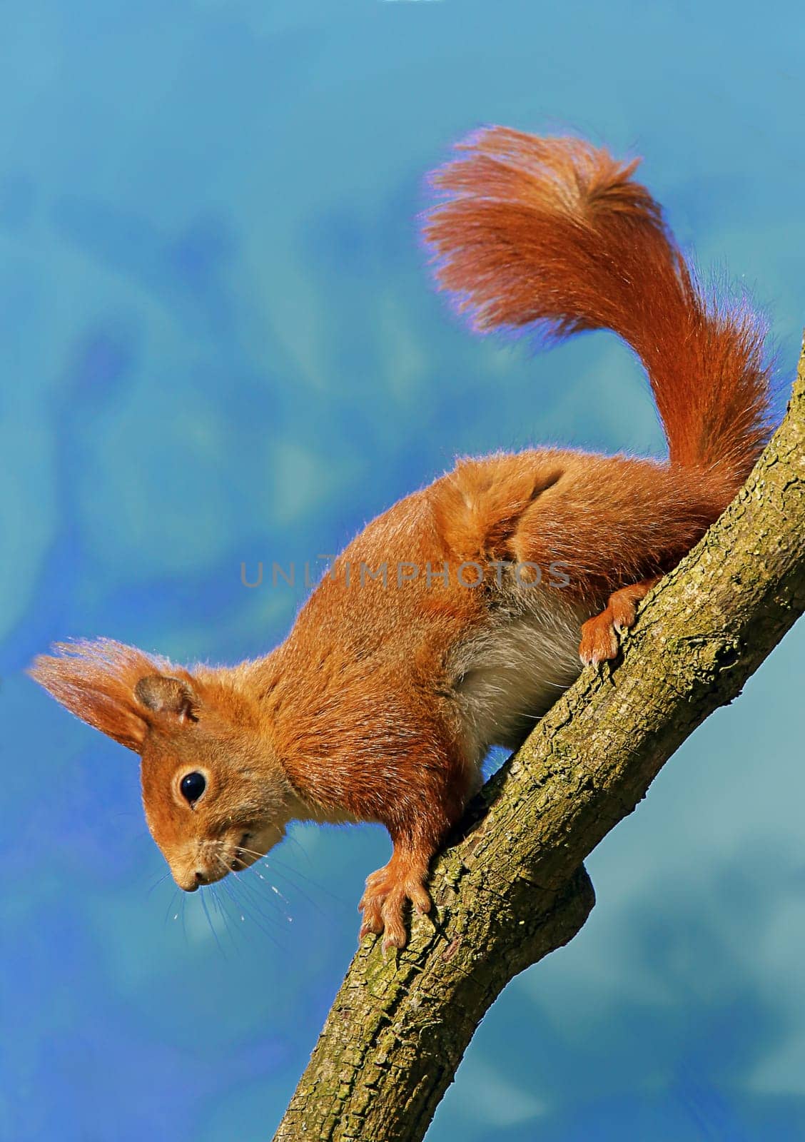 Squirrel Sciurus vulgaris on diagonal branch