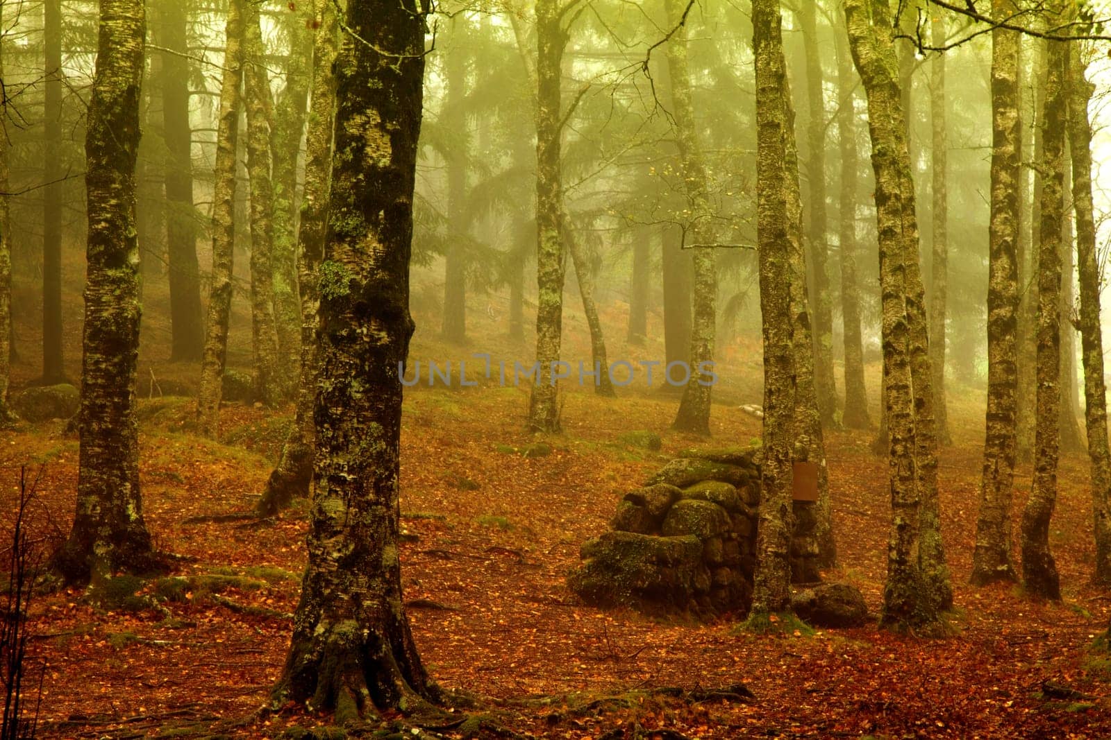 forest fog in the portuguese national park