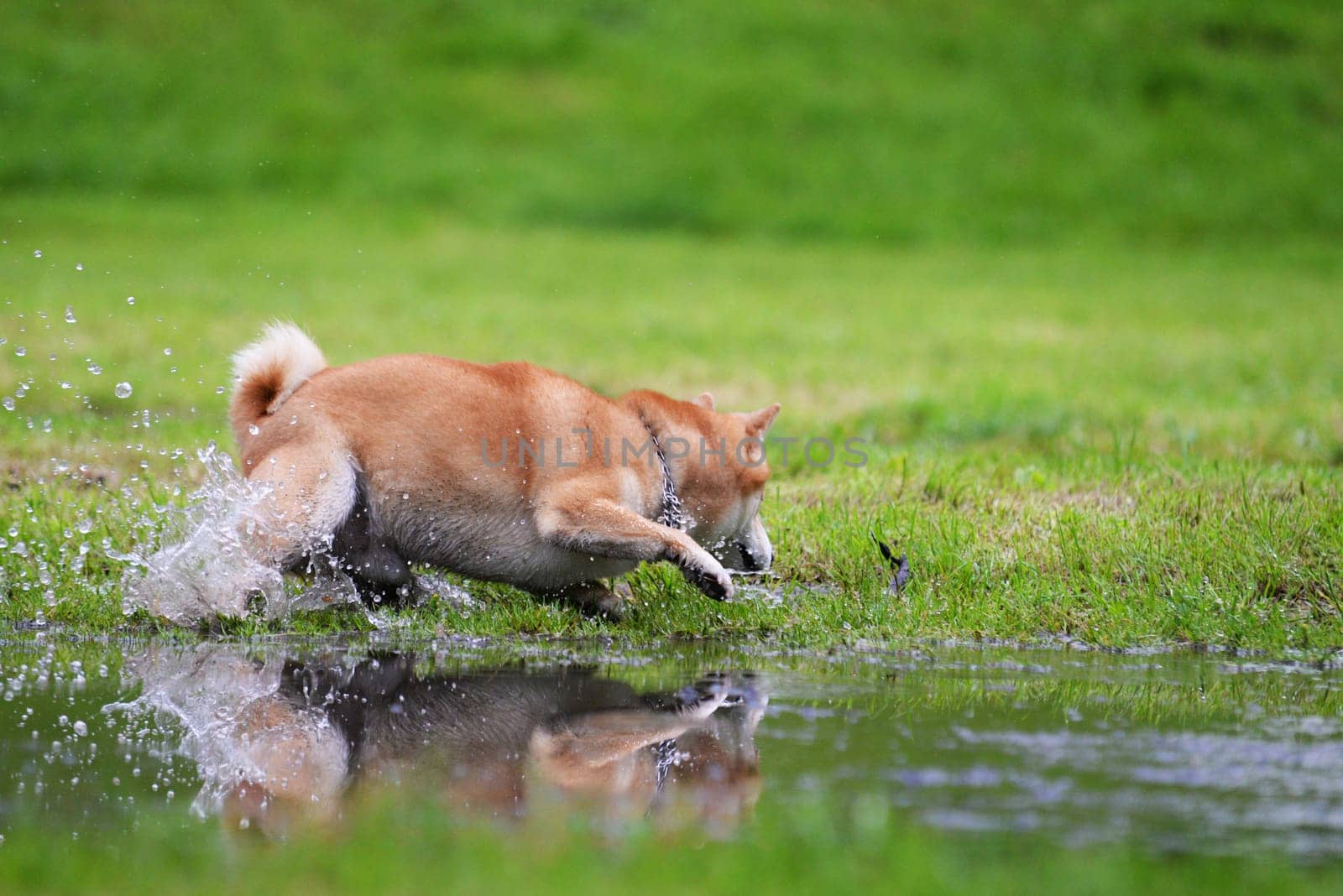 Shiba inu dog retrive a stick