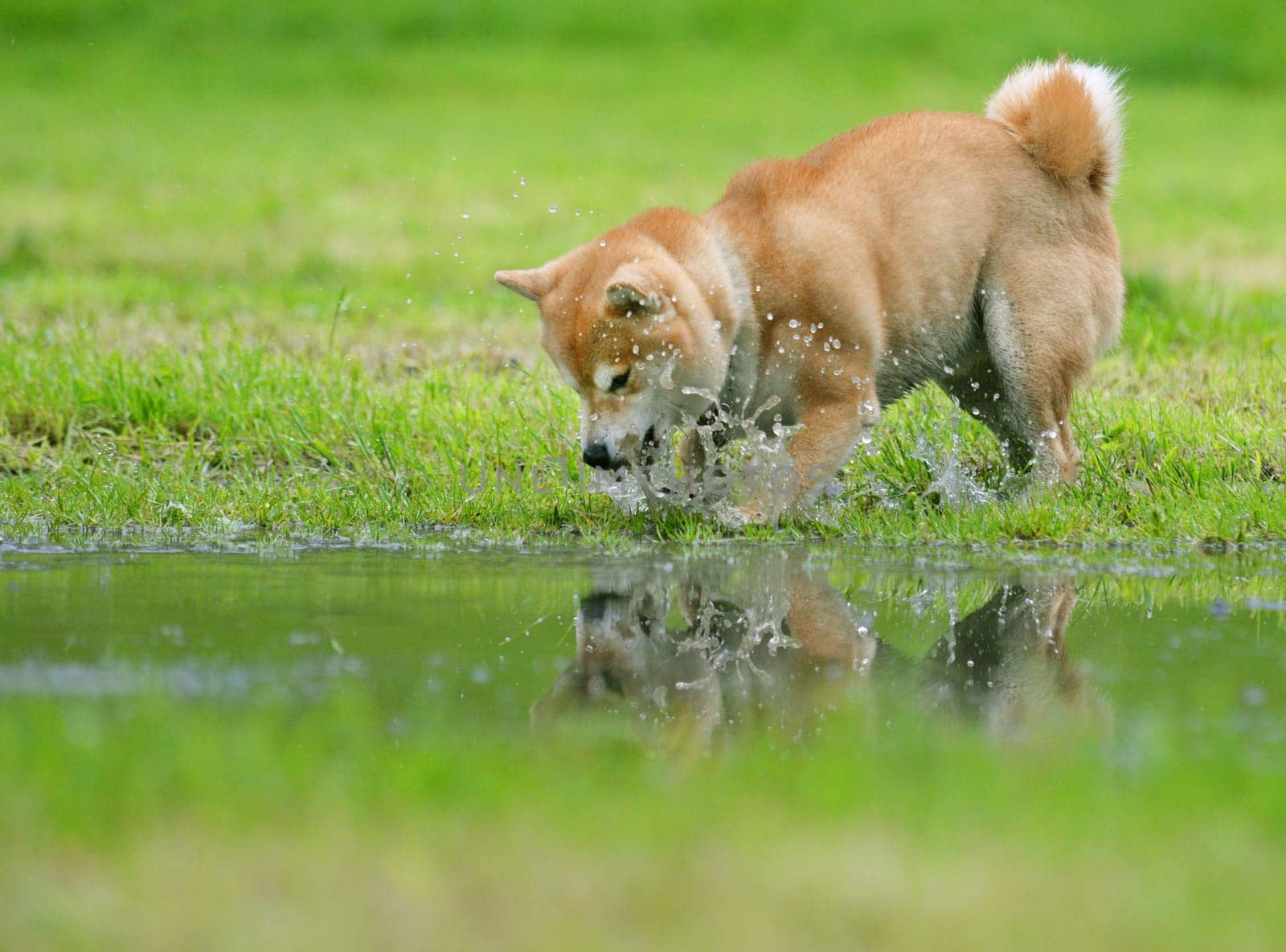 Shiba inu dog retrive a stick
