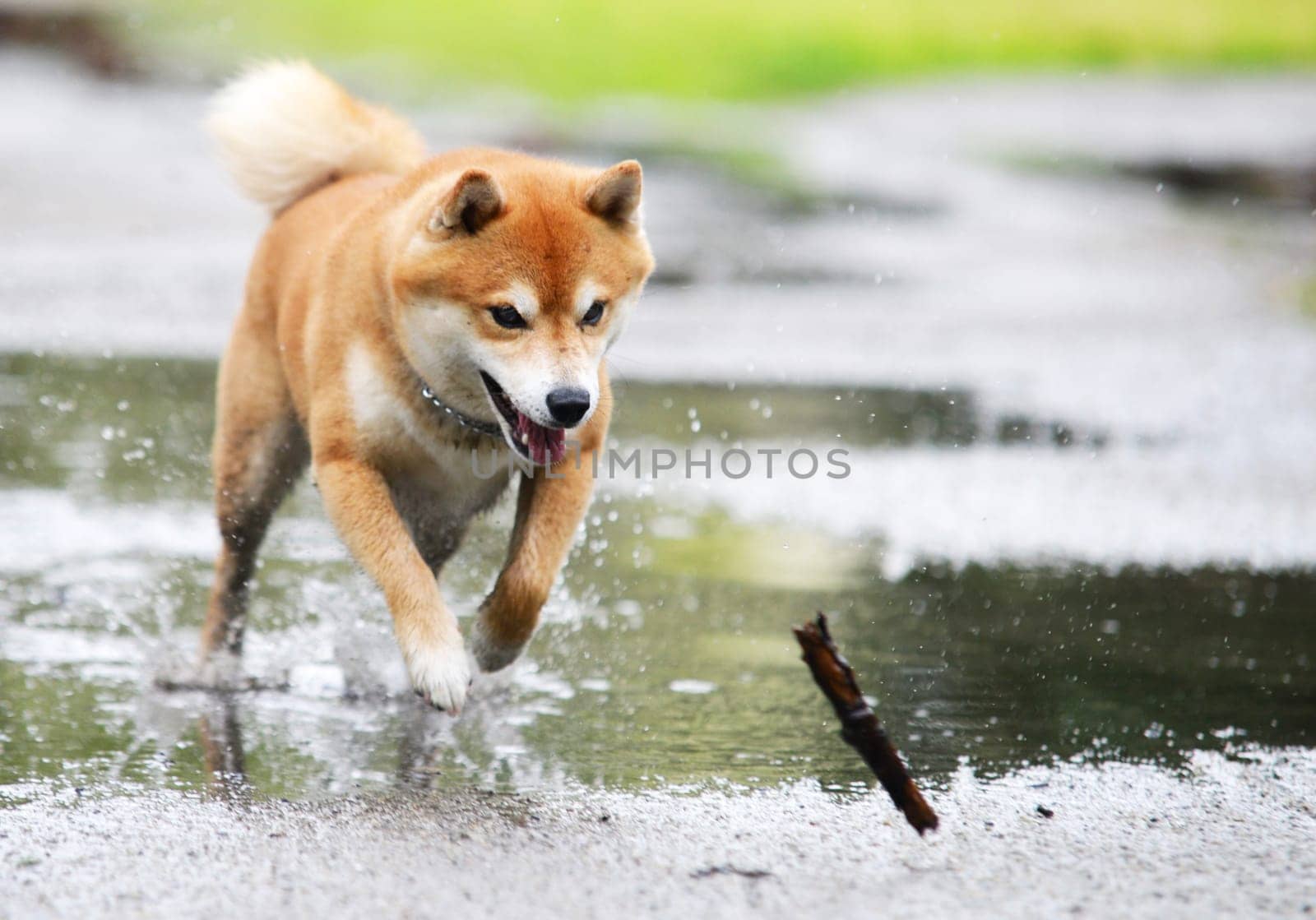 Shiba inu dog retrive a stick