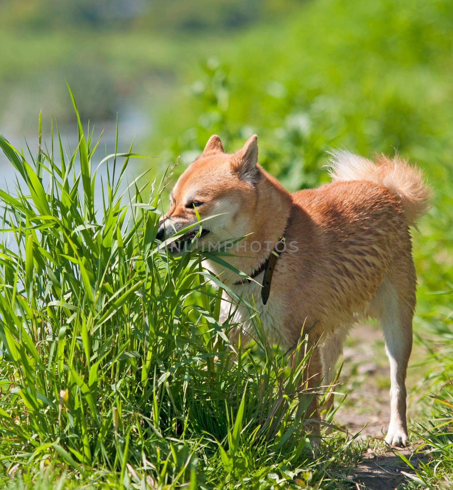 Shiba inu Dog eat grass
