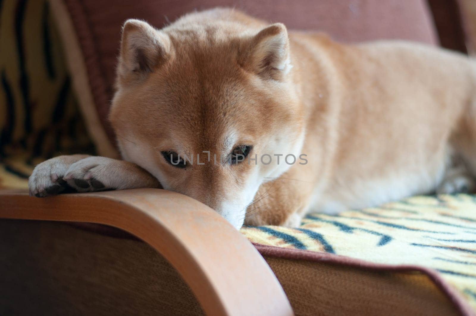 shy shiba inu dog