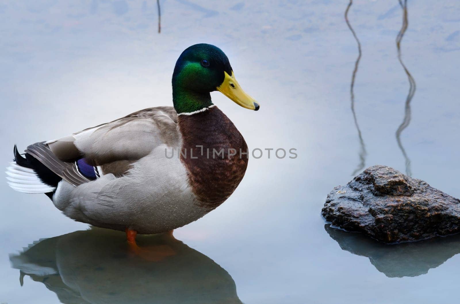 one beutiful male mallard standing in the water
