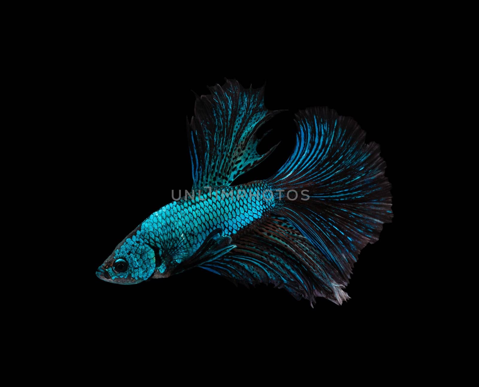 Siamese fighting fish or Betta splendens fish, popular aquarium fish in Thailand. Blue and brown half moon tail betta fighting motion isolated on black background