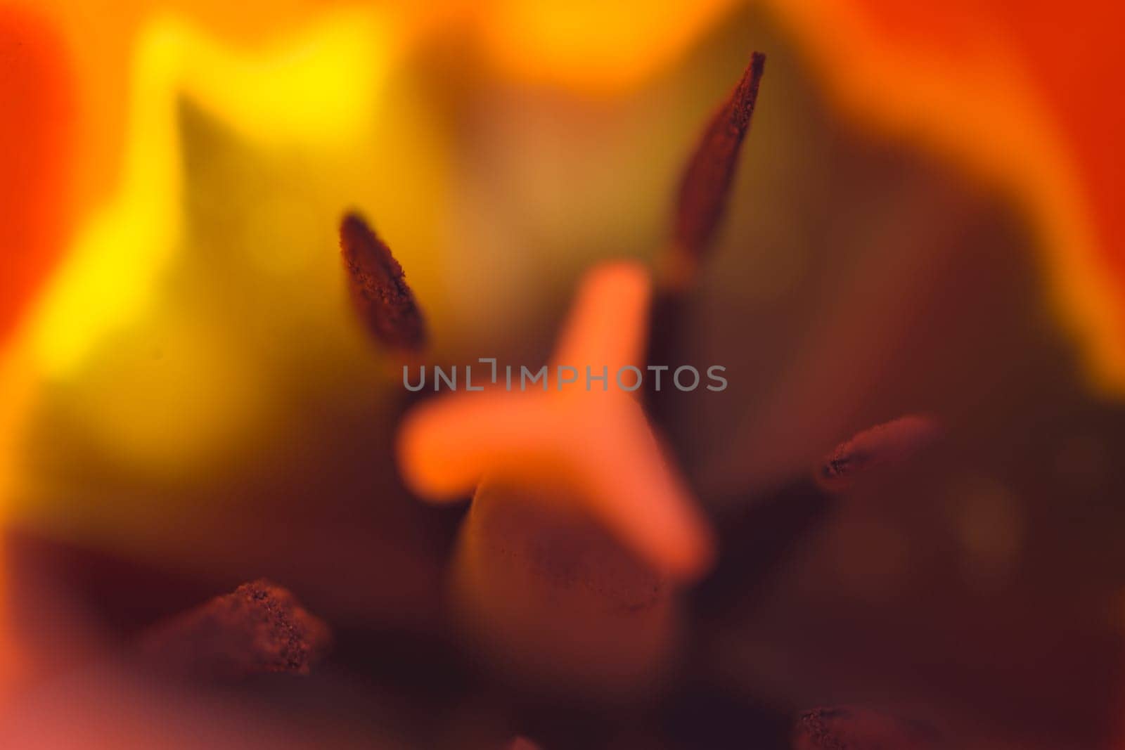 Abstract tulip macro shot