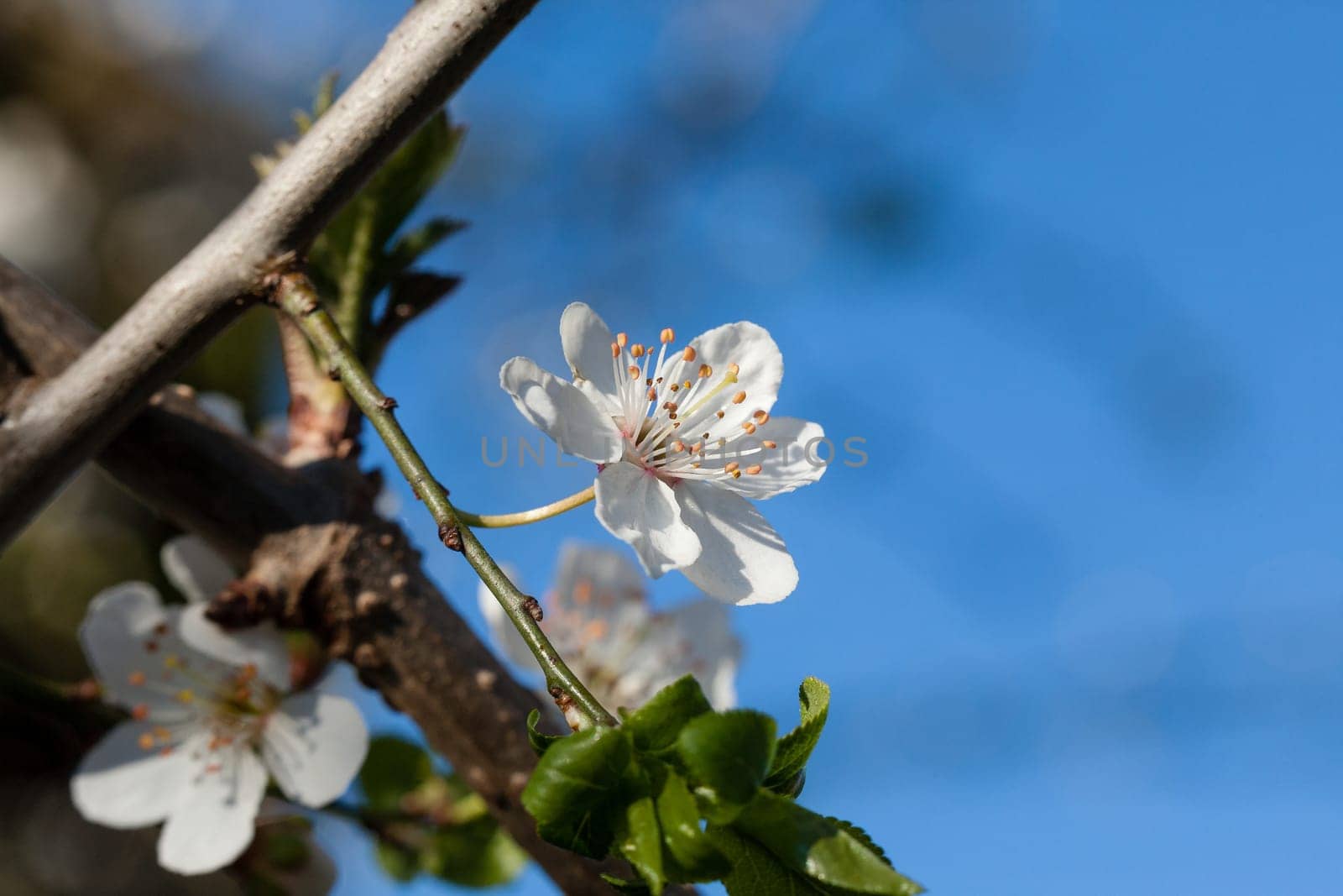 Just bloomed white flower on dam. Spring flower..