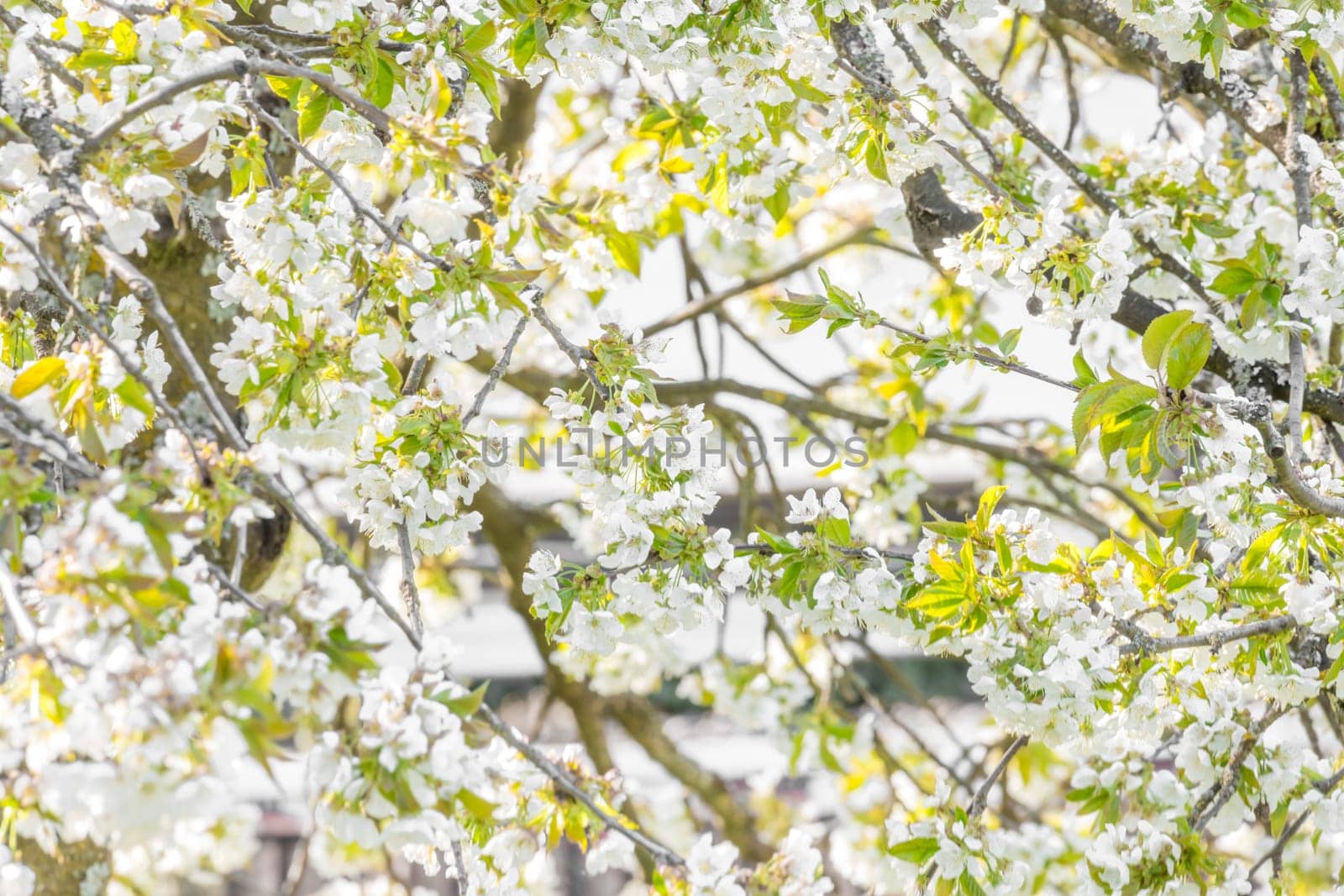 Branches and white flowers of a cherry tree without trunk and leaves as a background