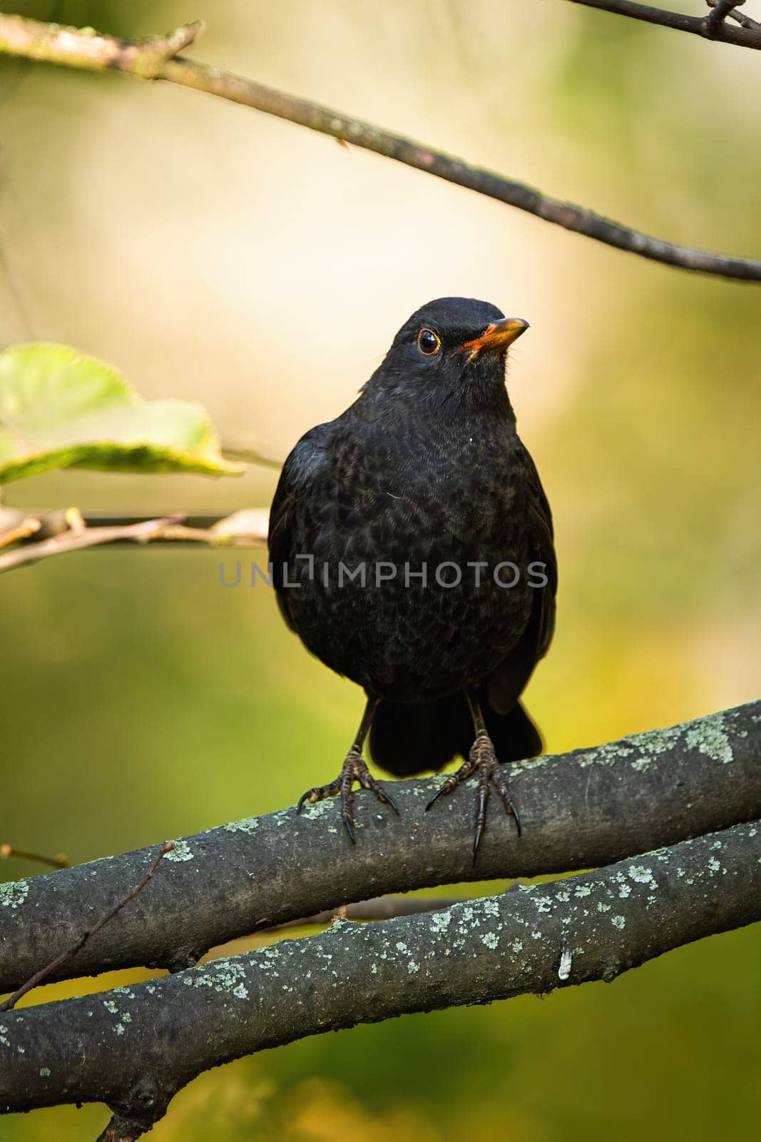 Alert male common blackbird, turdus merula, sitting on a branch in autumn nature from front view. Vertical composition of interested song bird with black feathers and orange bill. Animal in park.