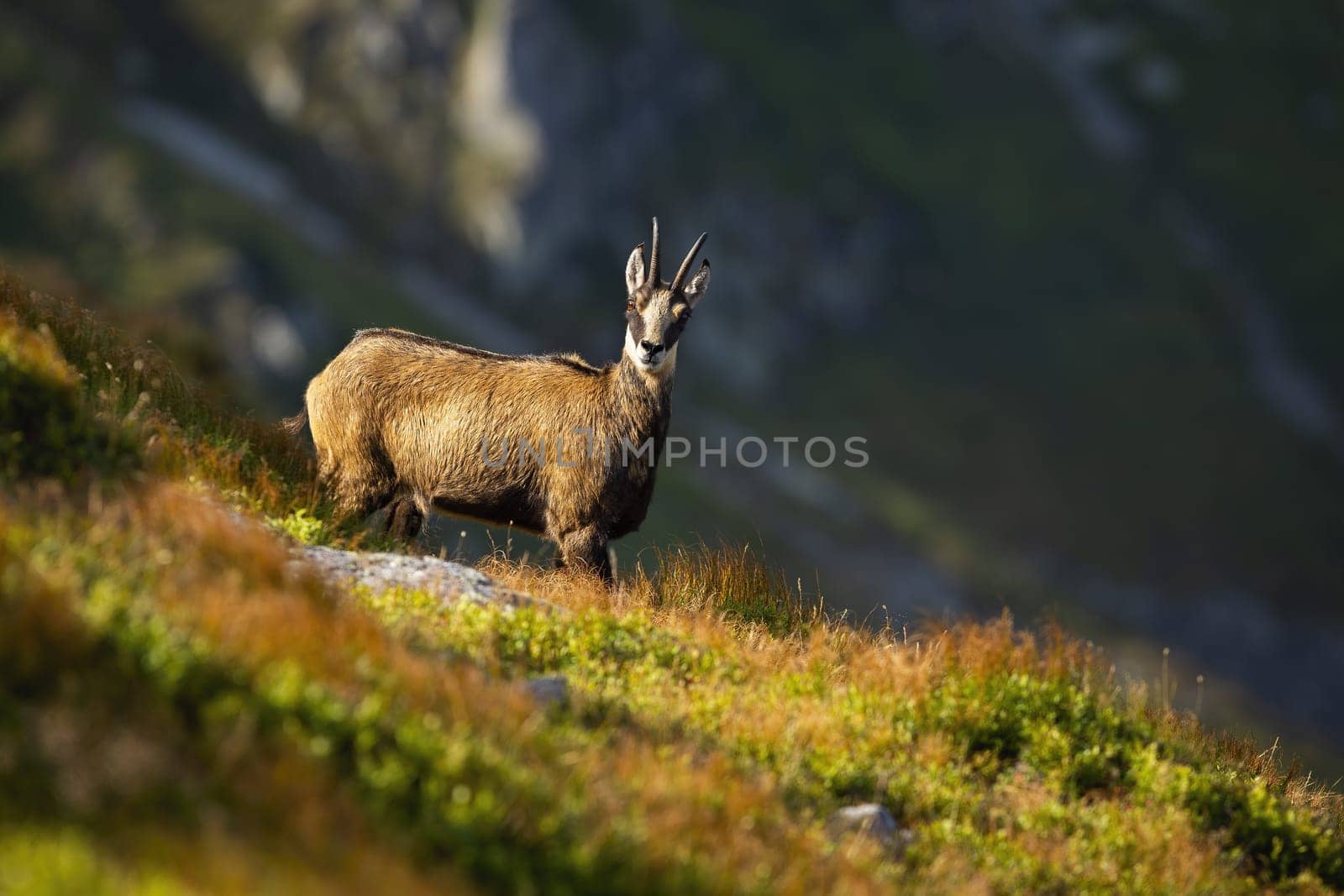 Alert tatra chamois, rupicapra rupicapra tatrica, looking into camera on a hillside in summer mountains with copy space. Attentive wild animal sunlit on steep slope with valley behind.