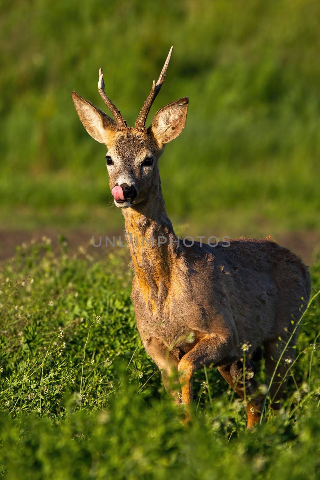 Cute roe deer, capreolus capreolus, licking its nose with pink tongue on a green field in spring nature. Adorable wild mammal with loosing shreds of winter fur in spring vertical composition.