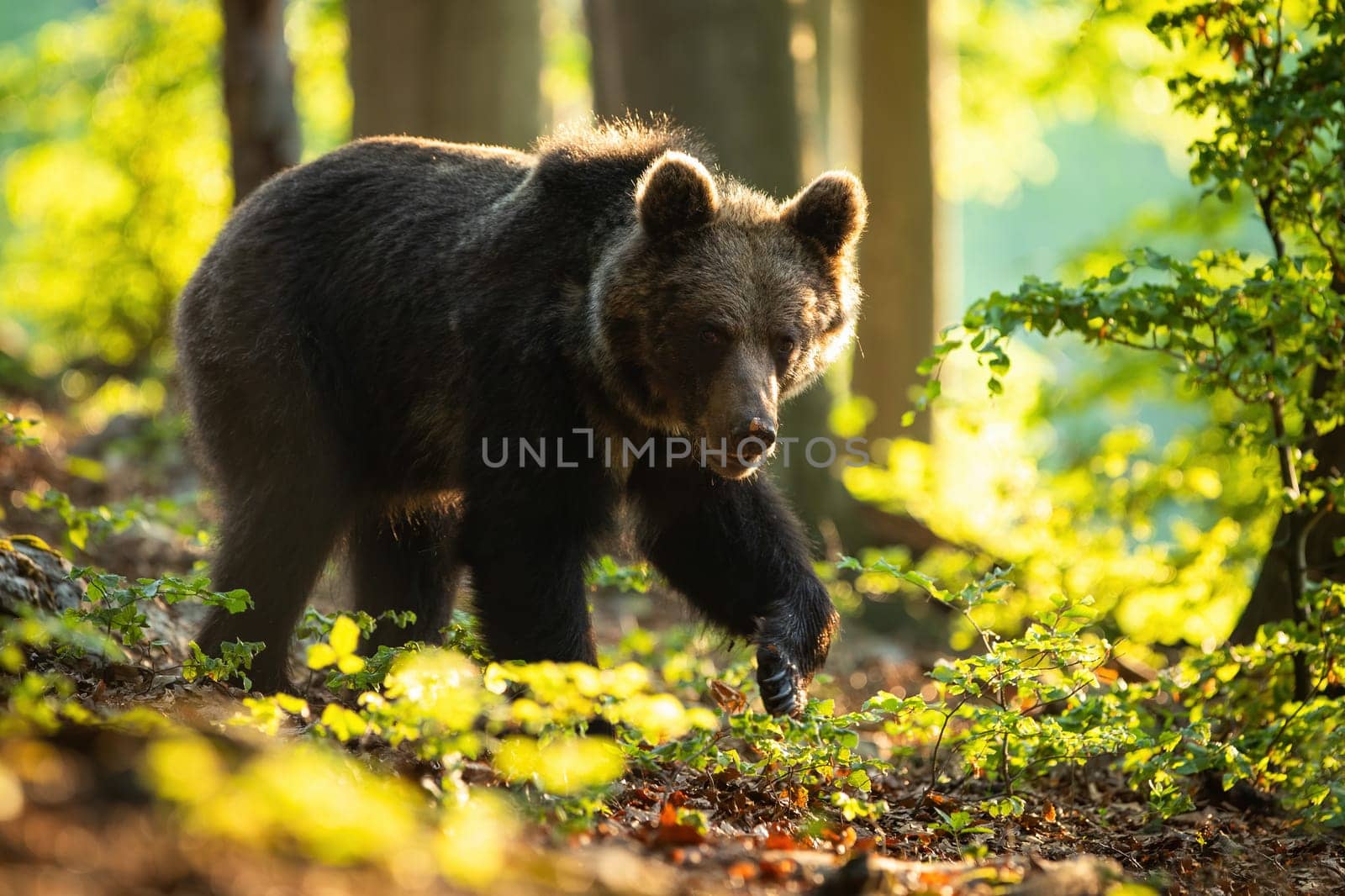 Dangerous brown bear, ursus arctos, walking in summer nature at sunrise. Strong mammal with claws and fur looking into camera in woodland back lit from sun. Side view of animal moving.