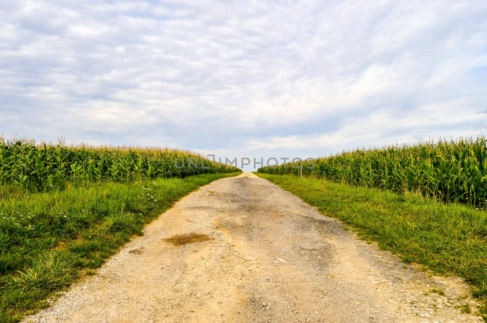 Path between corn fields in the department of Meuse in France