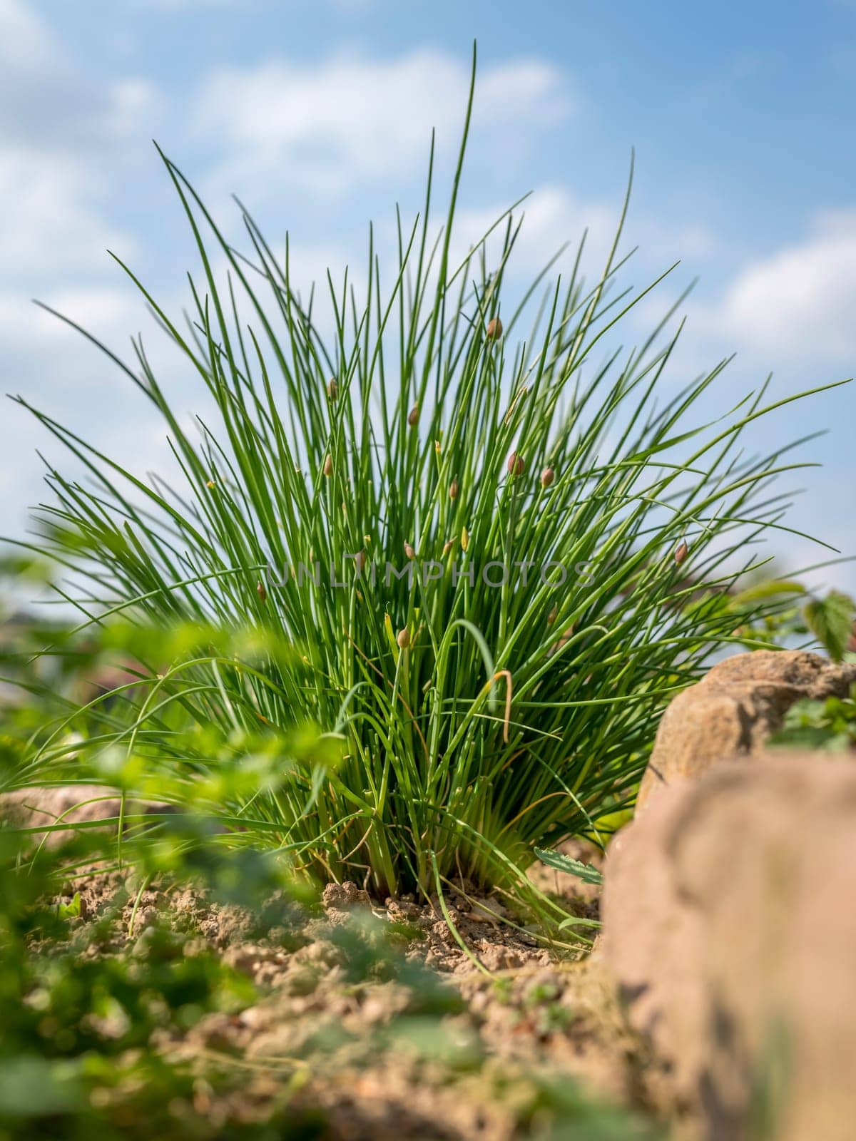 Bushy chives in a herb bed with sandstones and a blue cloudy sky from a low angle perspective