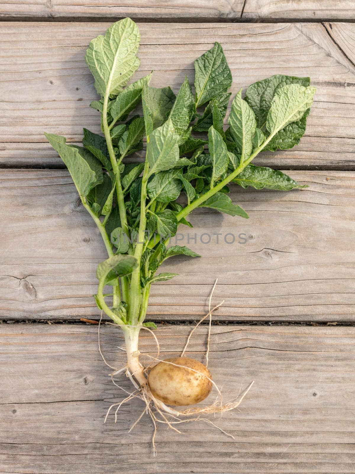 Complete young potato plant with tuber and leaves on gray wooden boards